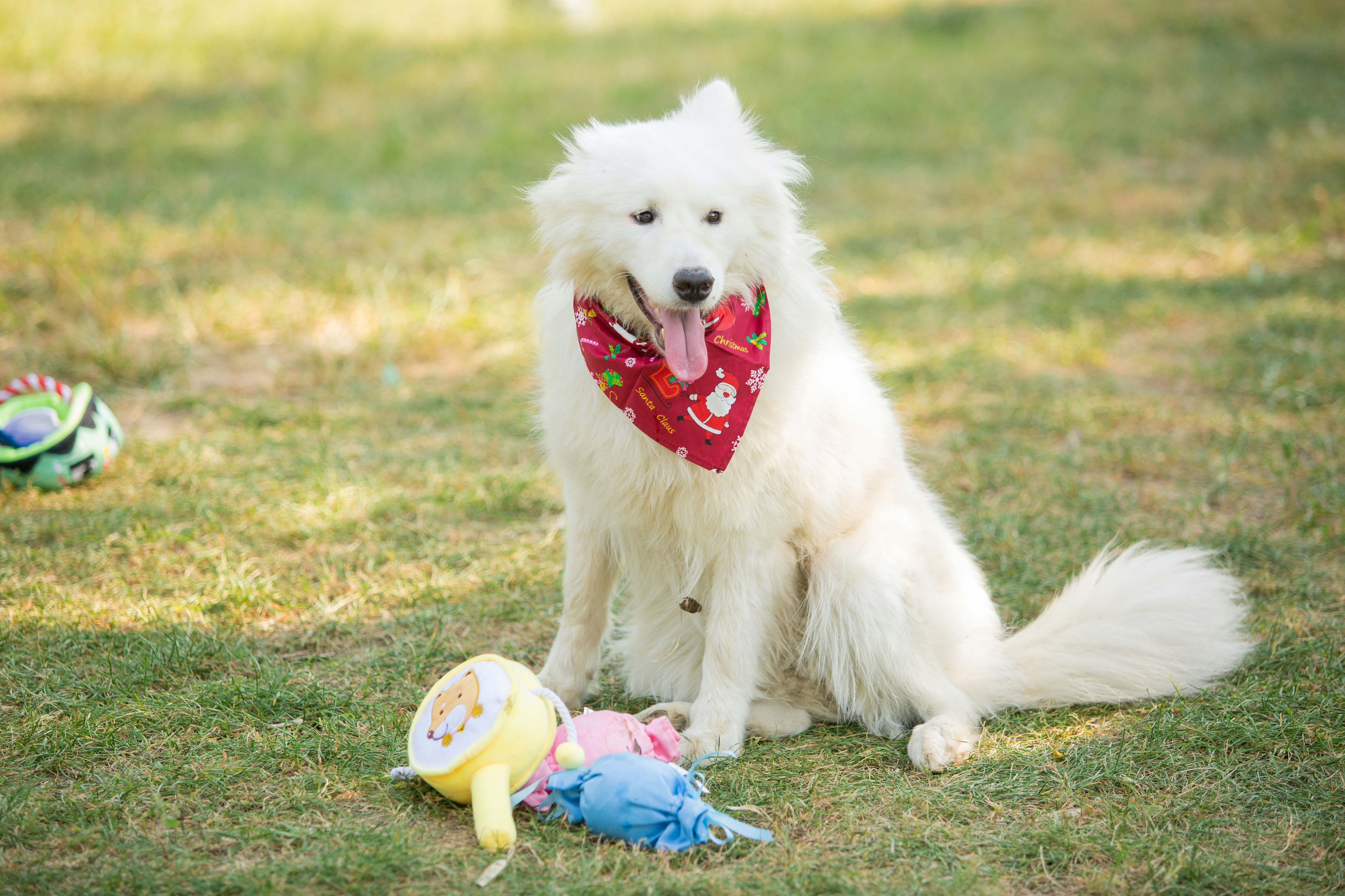 A white dog sits with toys on the grass.
