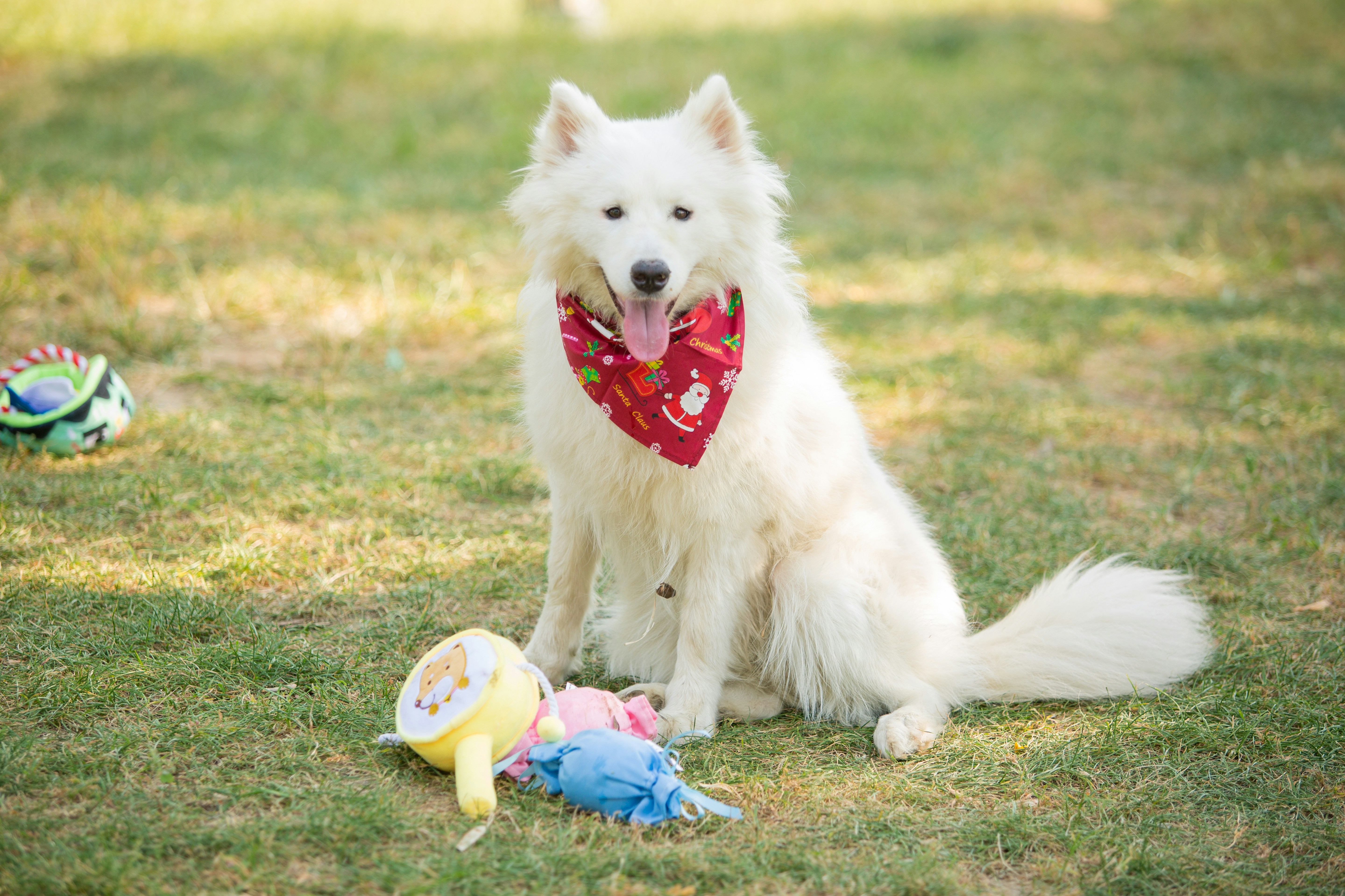 Happy dog with bandana sitting on grass.
