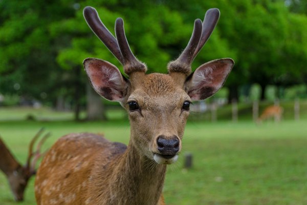 A close-up of a deer with antlers — Nara, Japan
