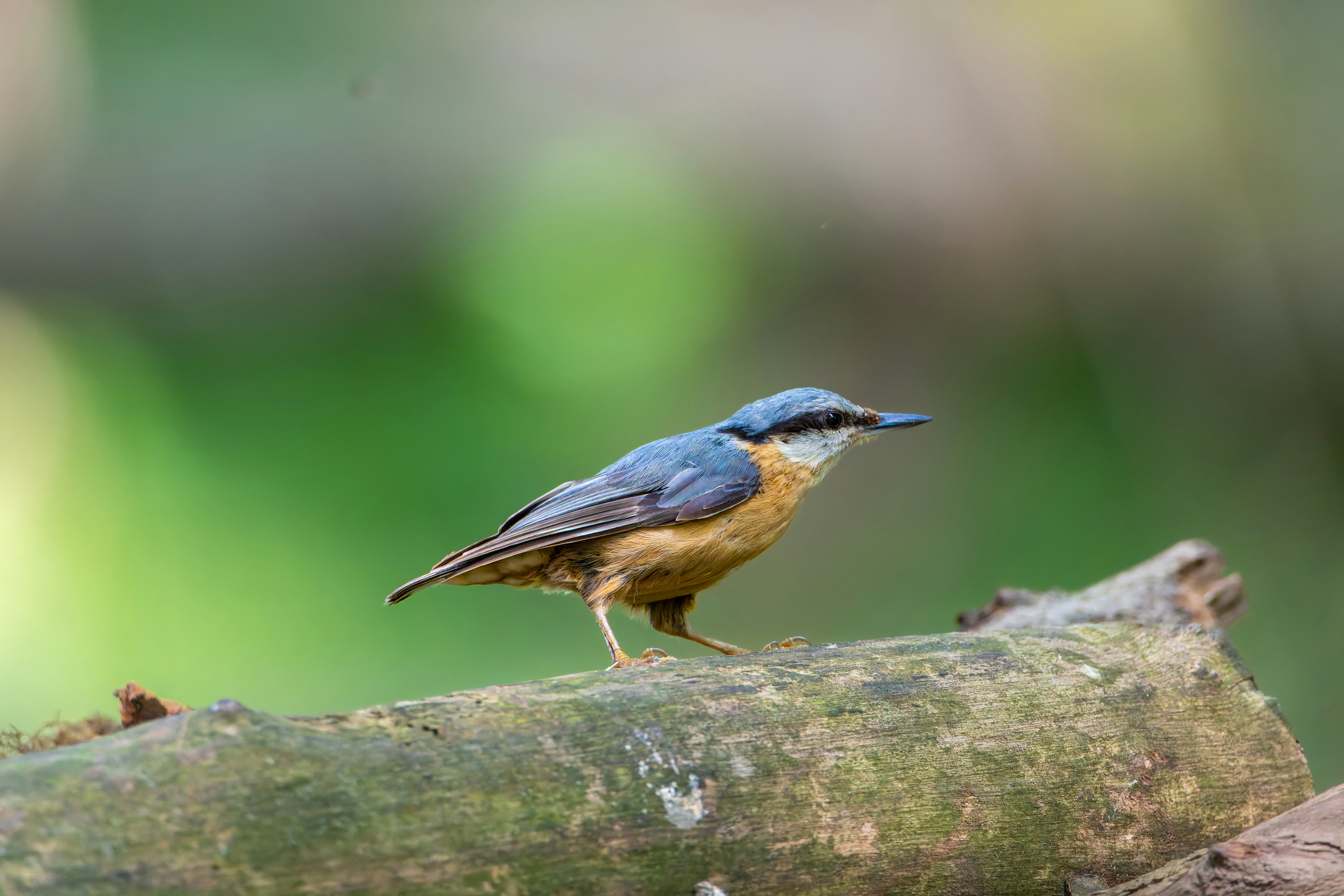 Photo by siegfriedpoepperl