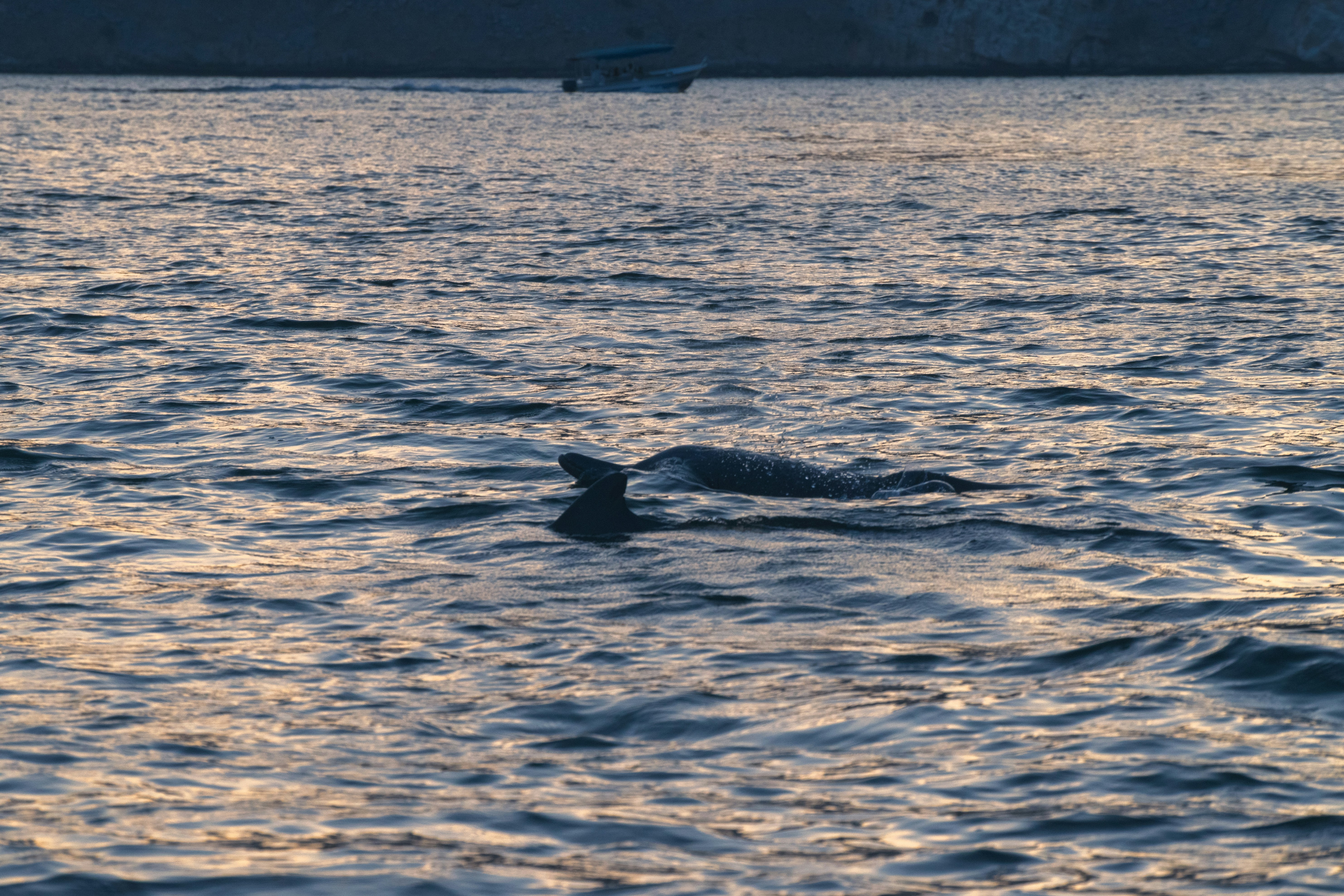 Photo by joejojoestar