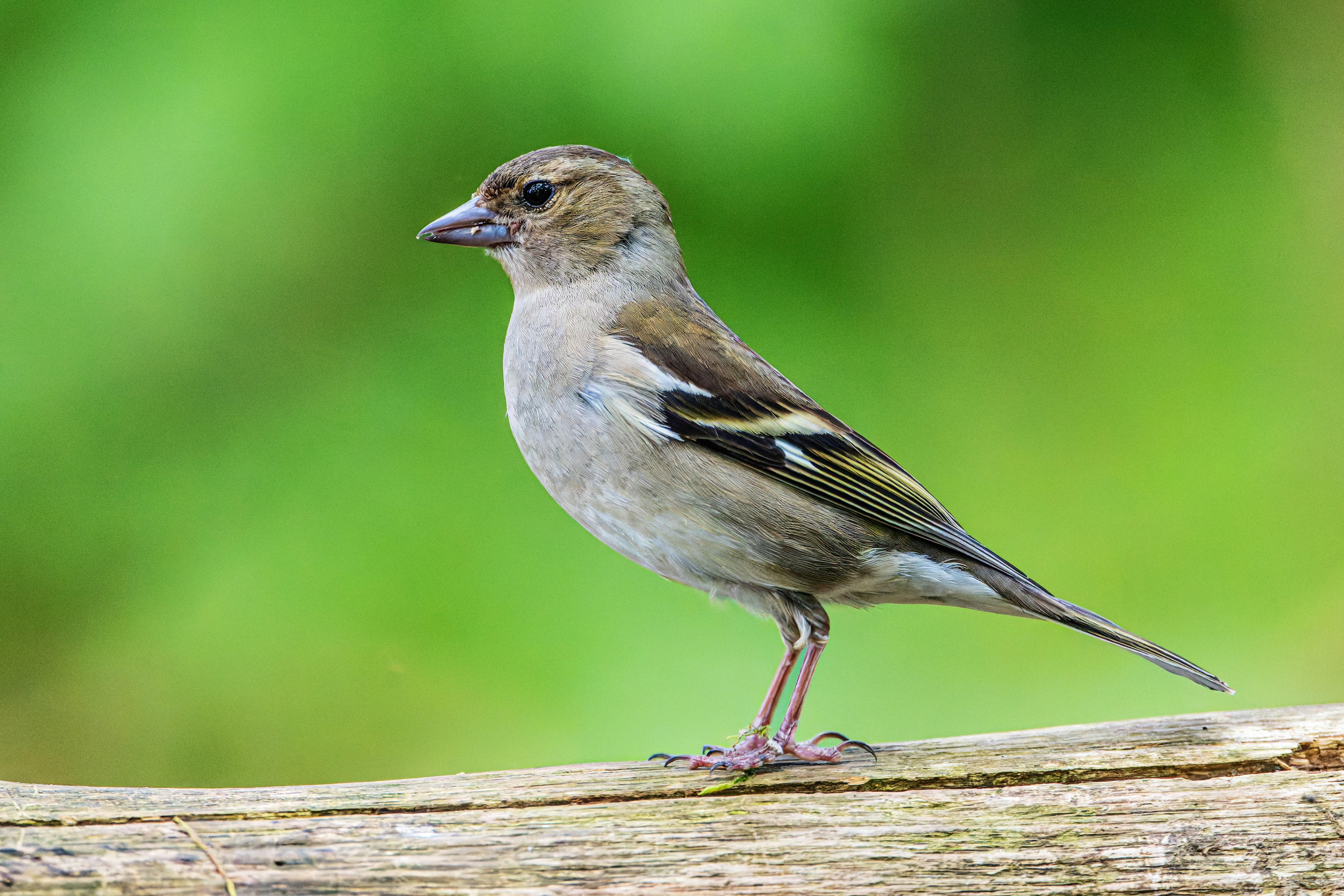 Photo by siegfriedpoepperl