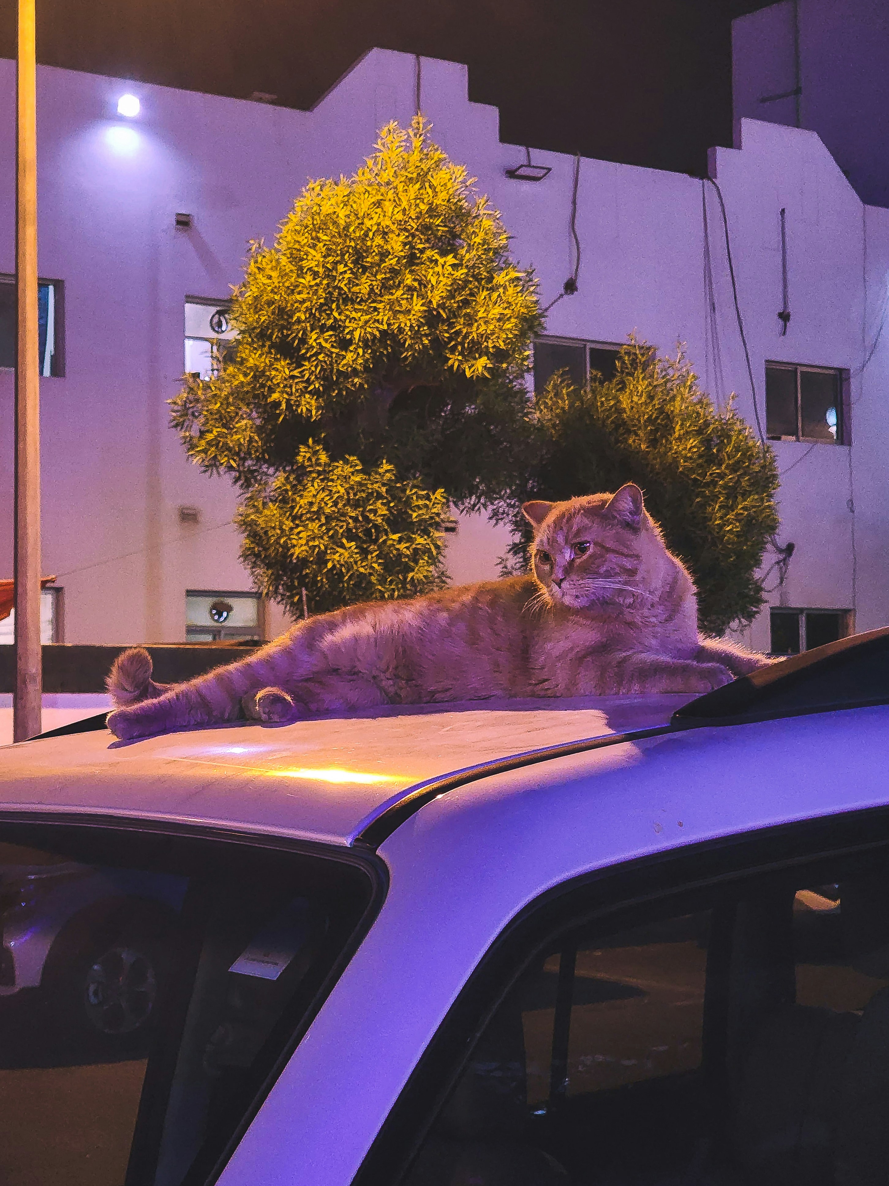 Un gatto si rilassa sul tetto di un'auto di notte.