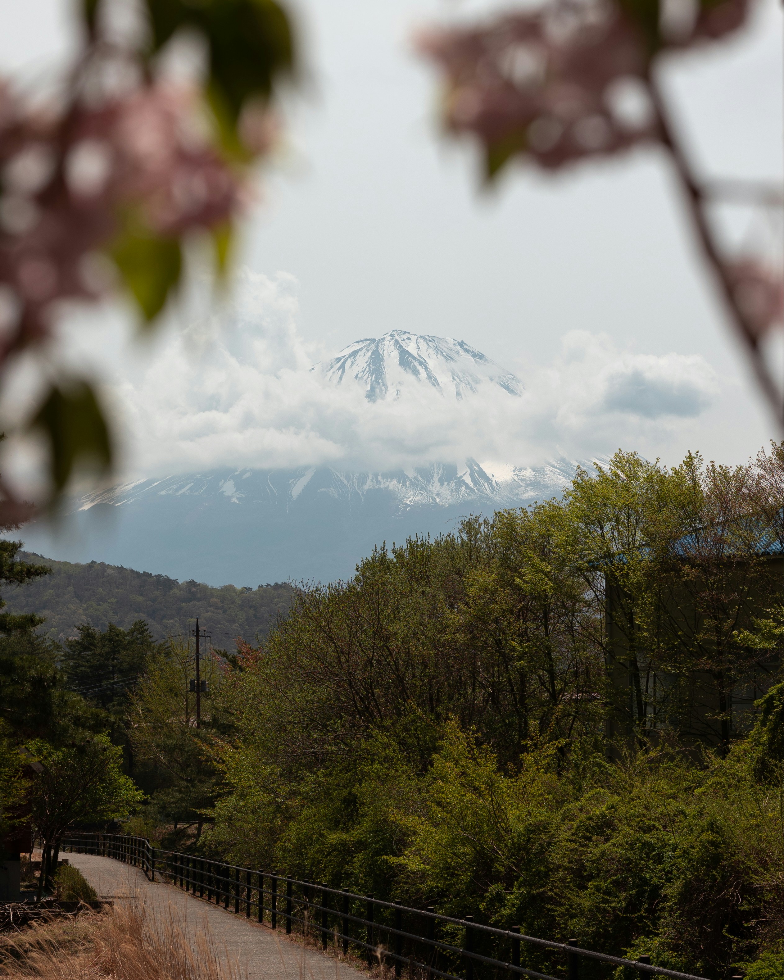 Mount fuji looms behind lush trees and flowers.