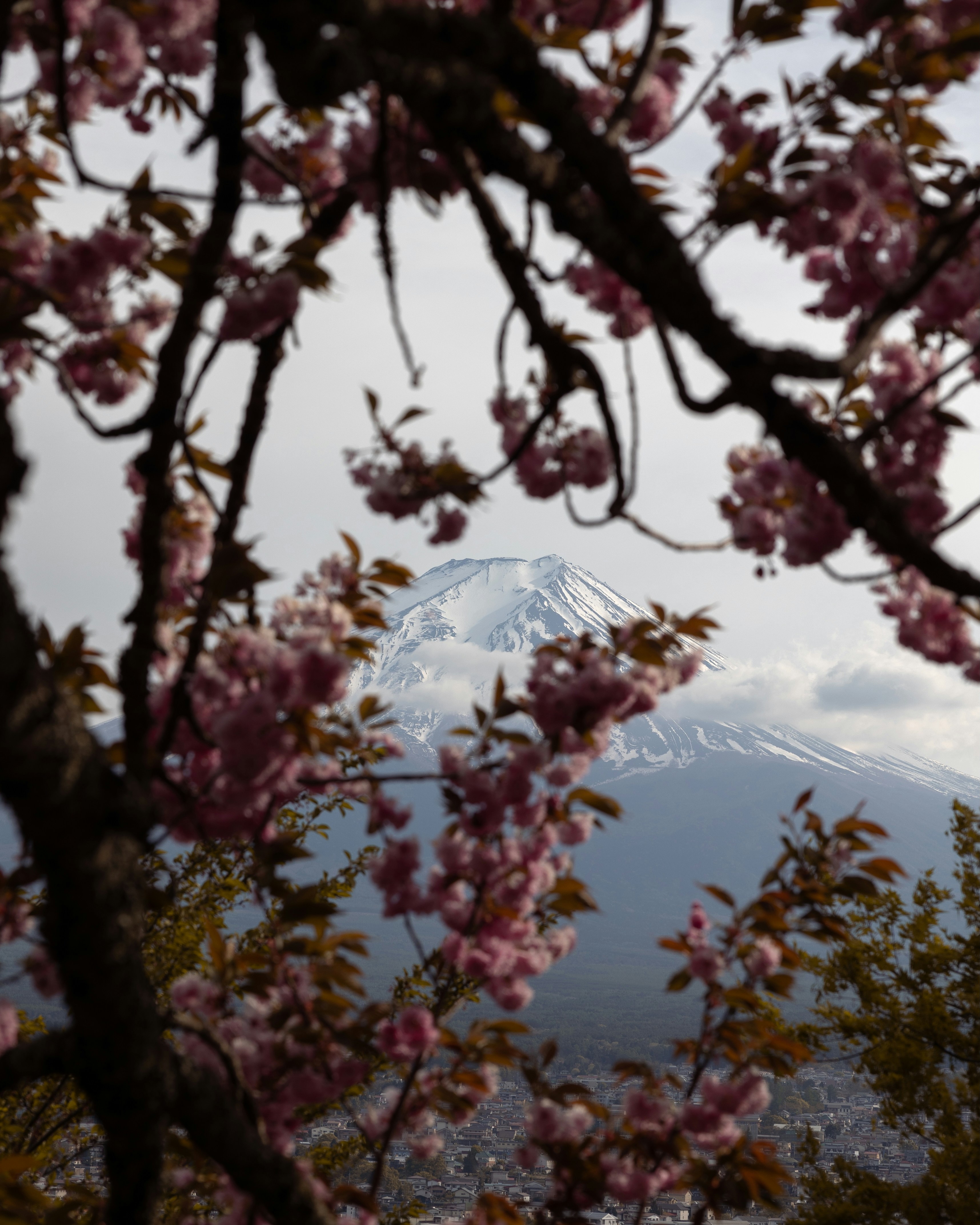 Cherry blossoms frame mount fuji.