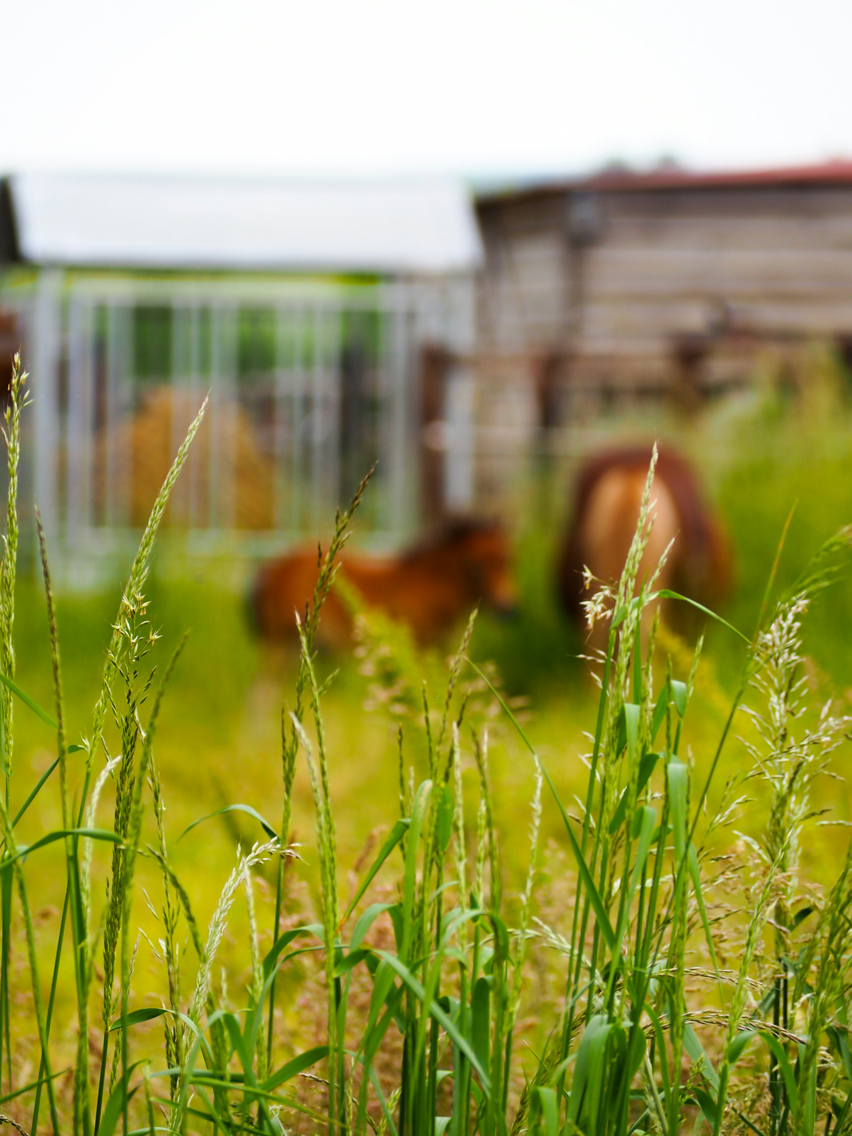 6 Ways Grazing Improves Animal Health on Small Farms
