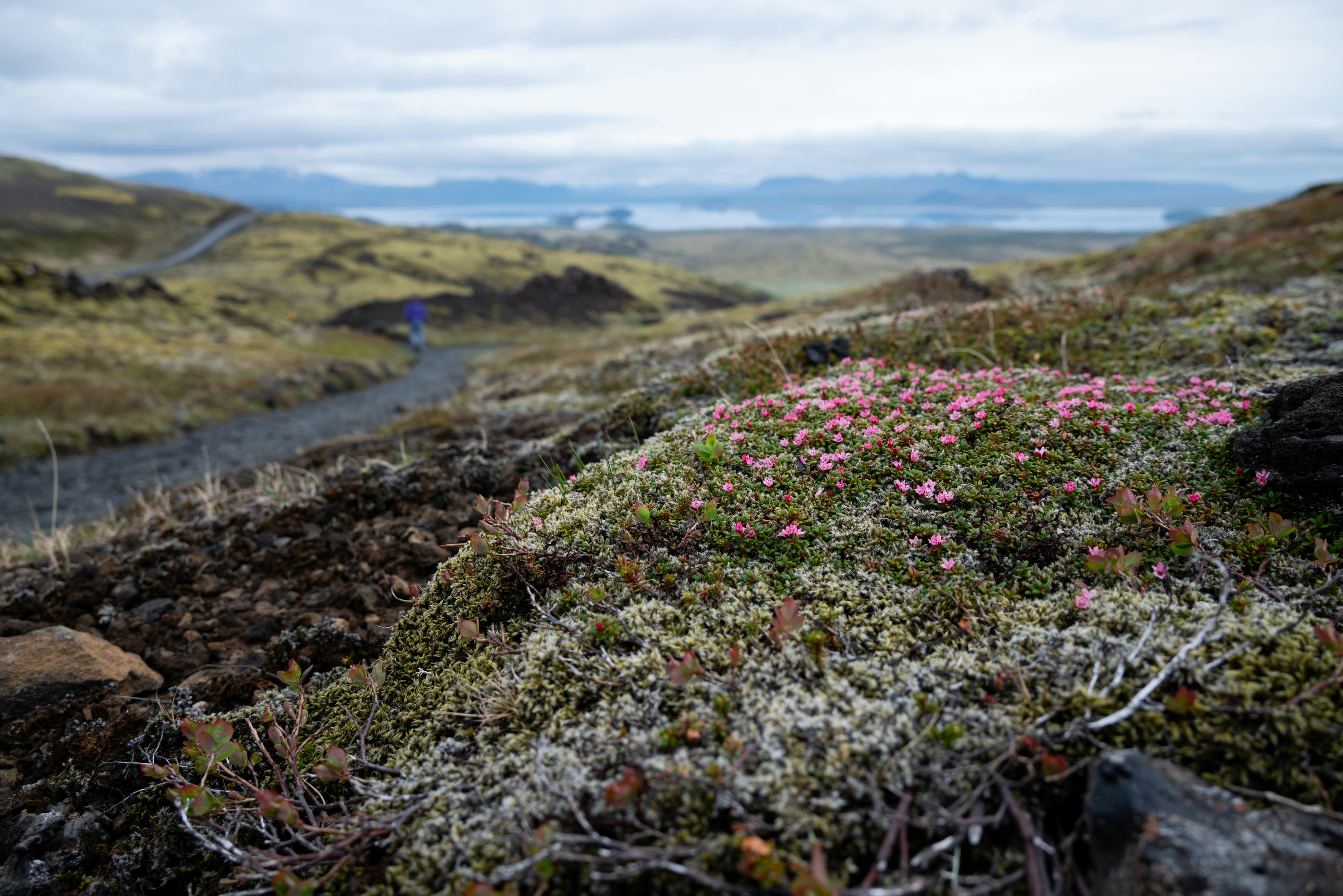 Lush, floral landscape with a scenic backdrop.