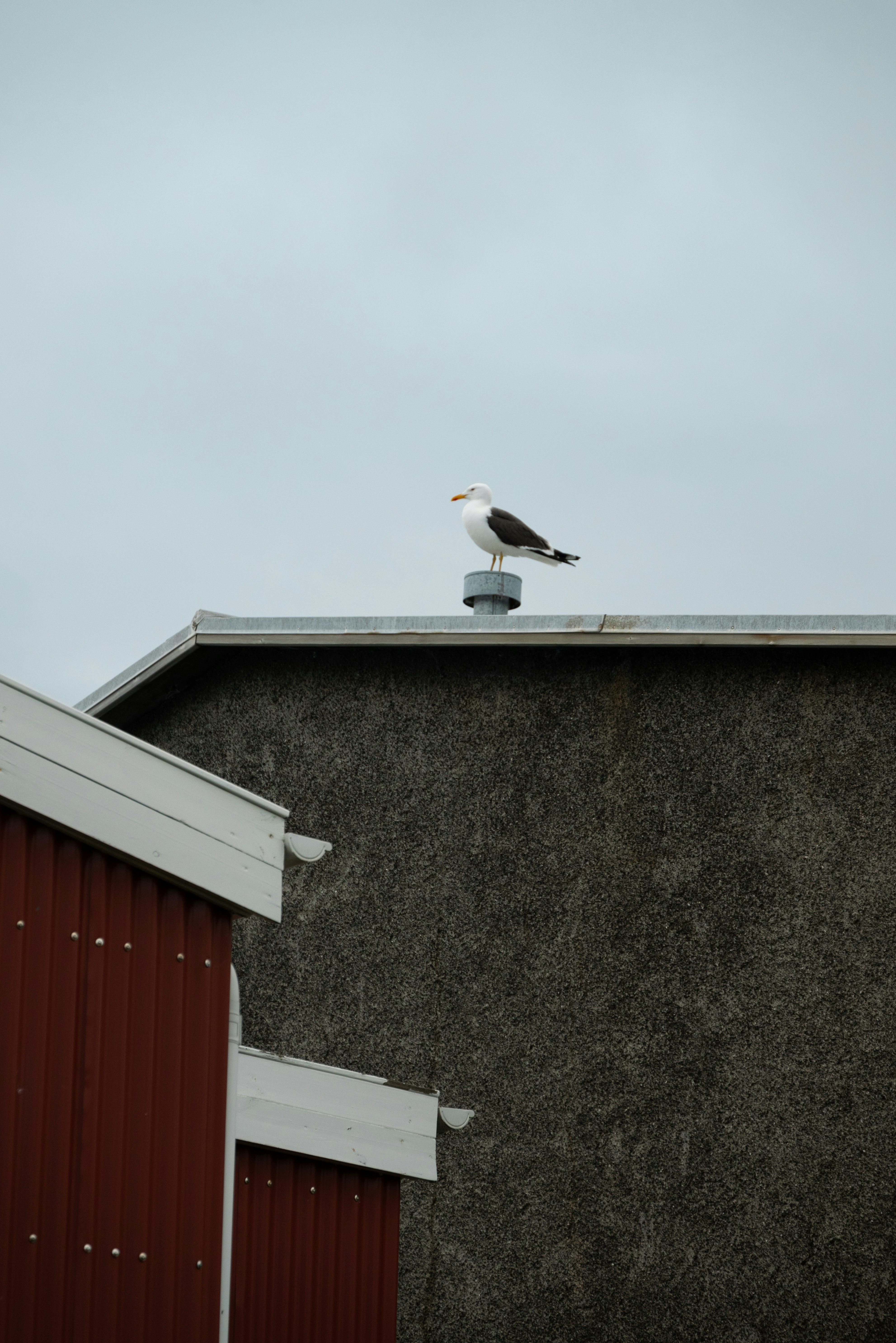 A seagull rests on a rooftop in the distance.