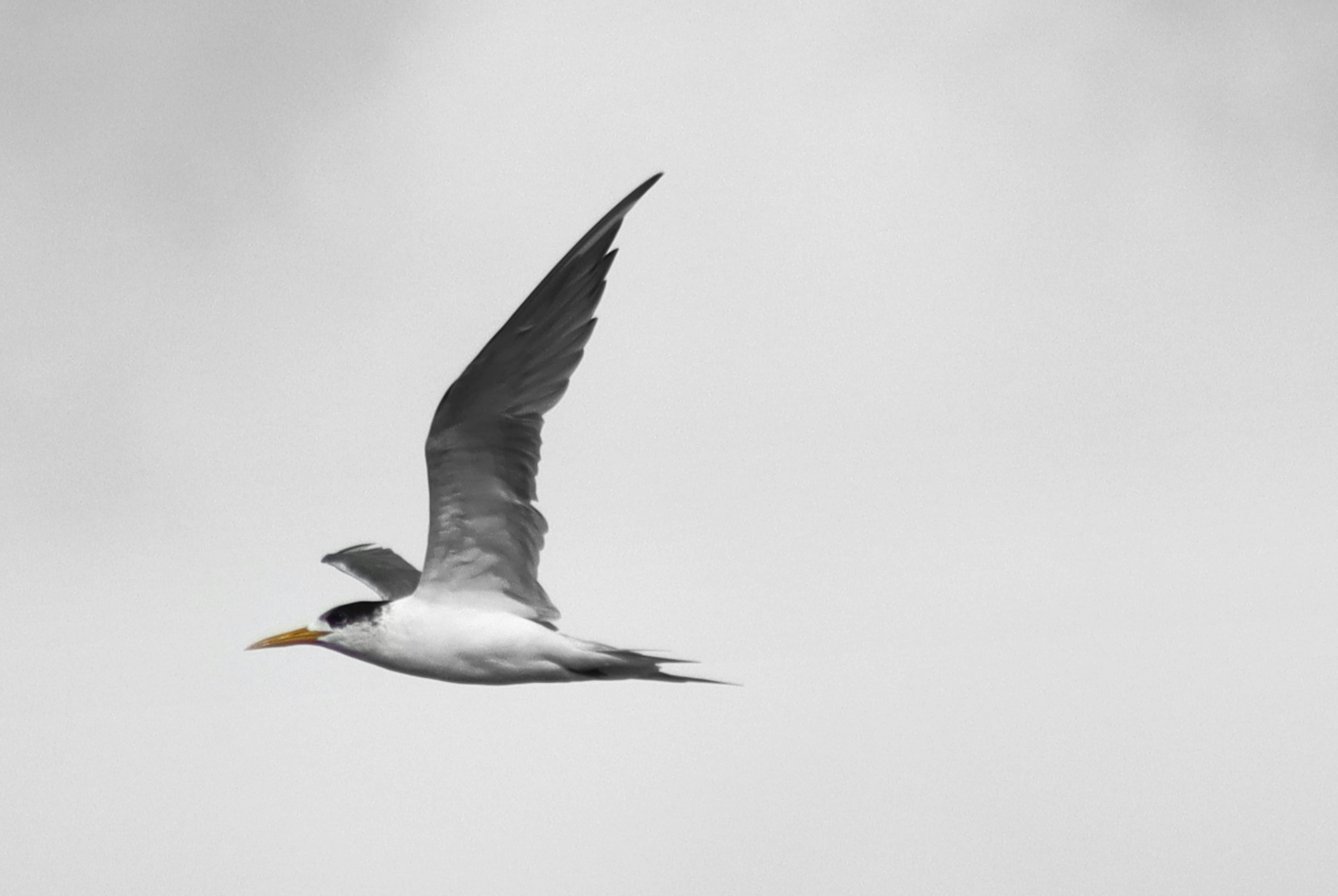 Photo by craigmanners_com