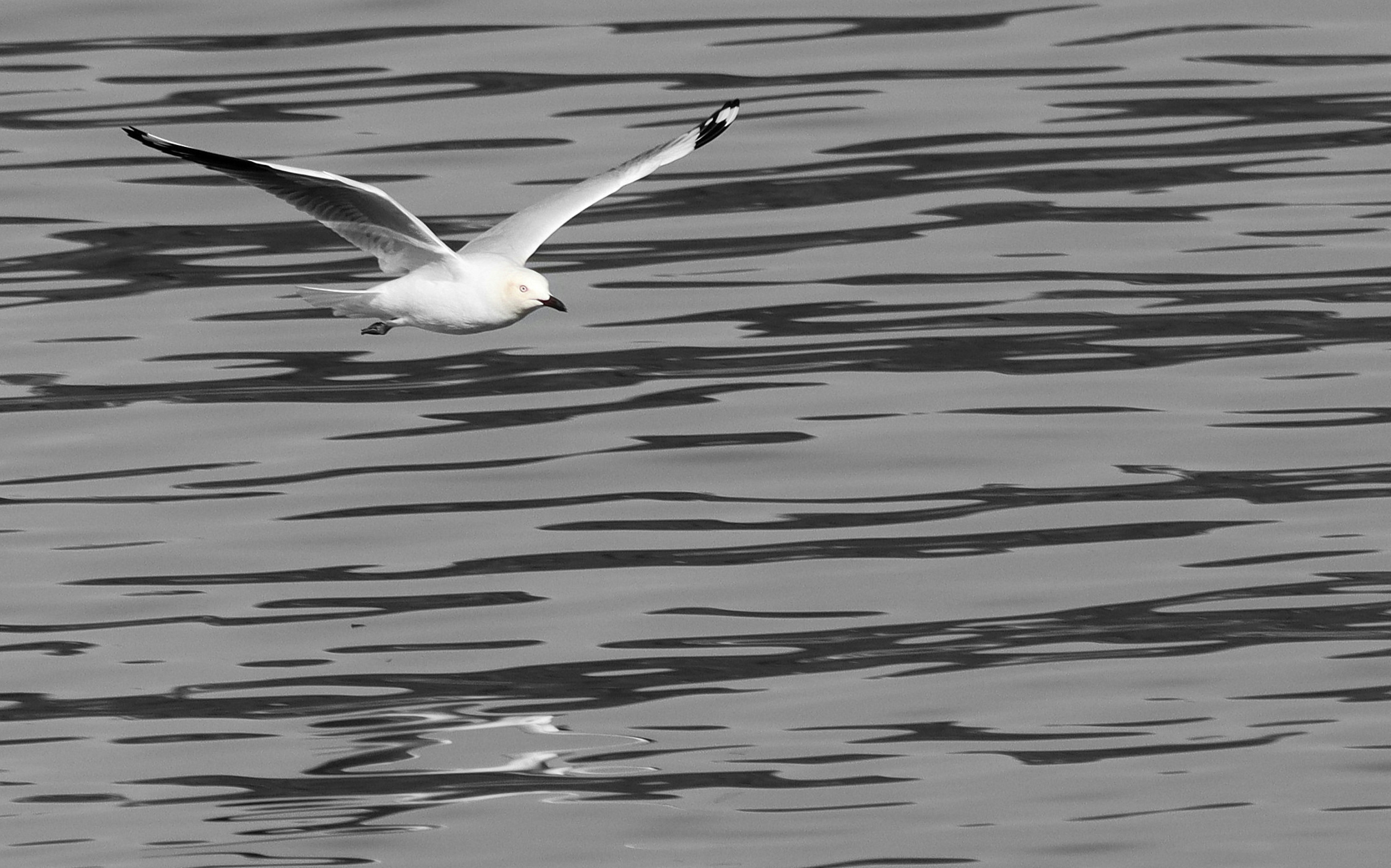 Photo by craigmanners_com