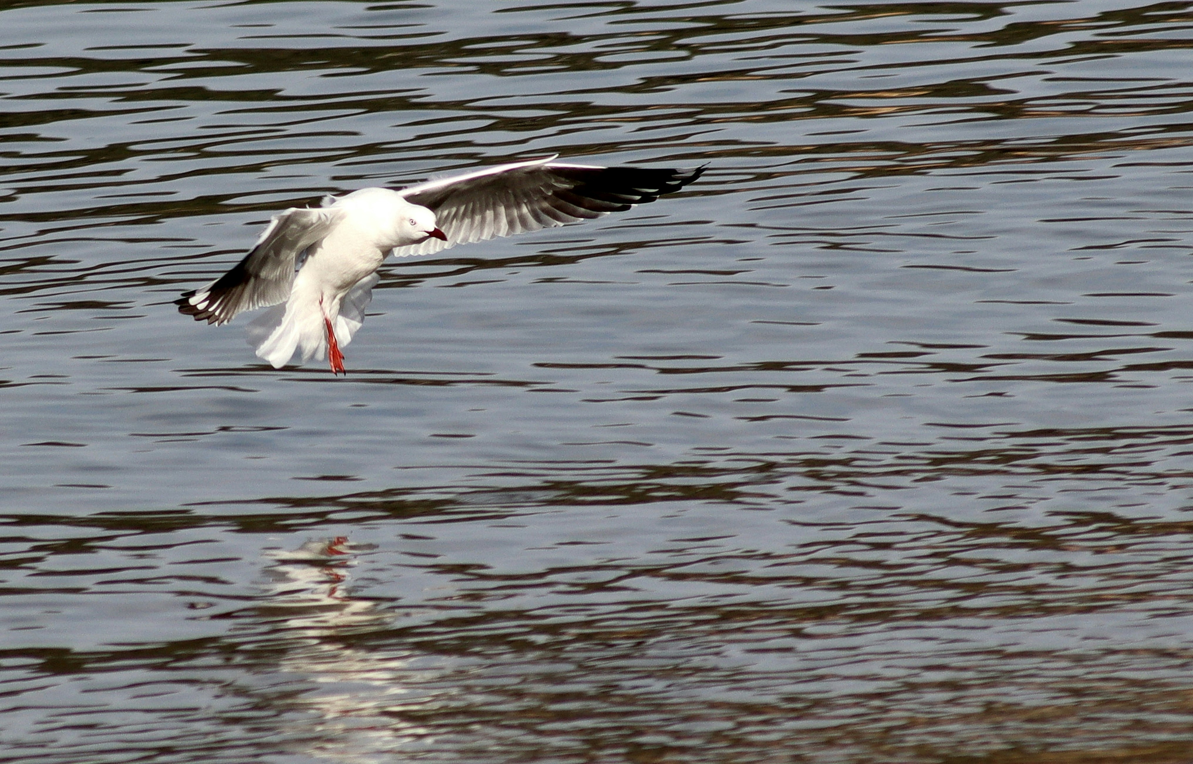 Photo by craigmanners_com