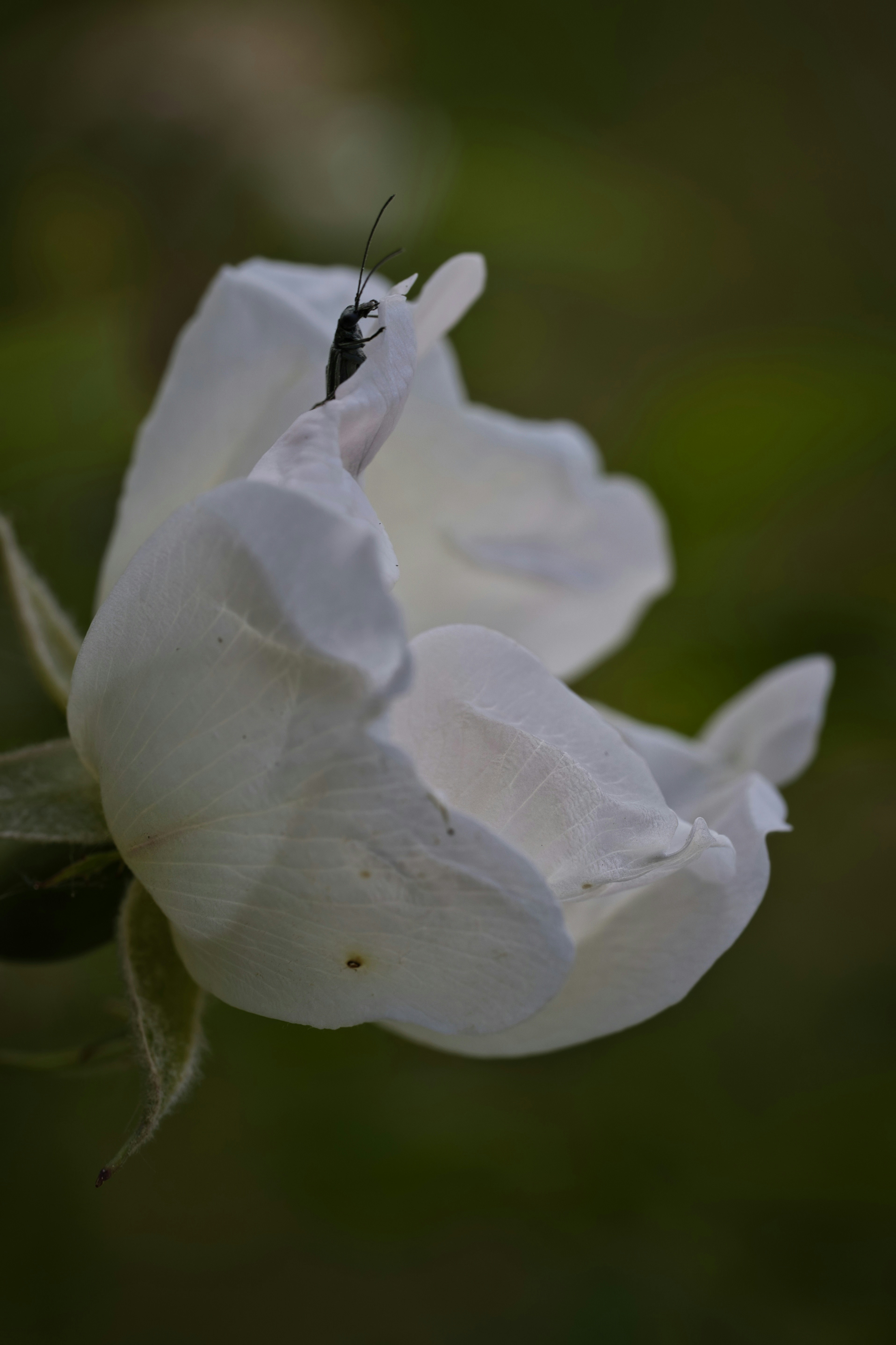 An insect rests on a delicate white rose.