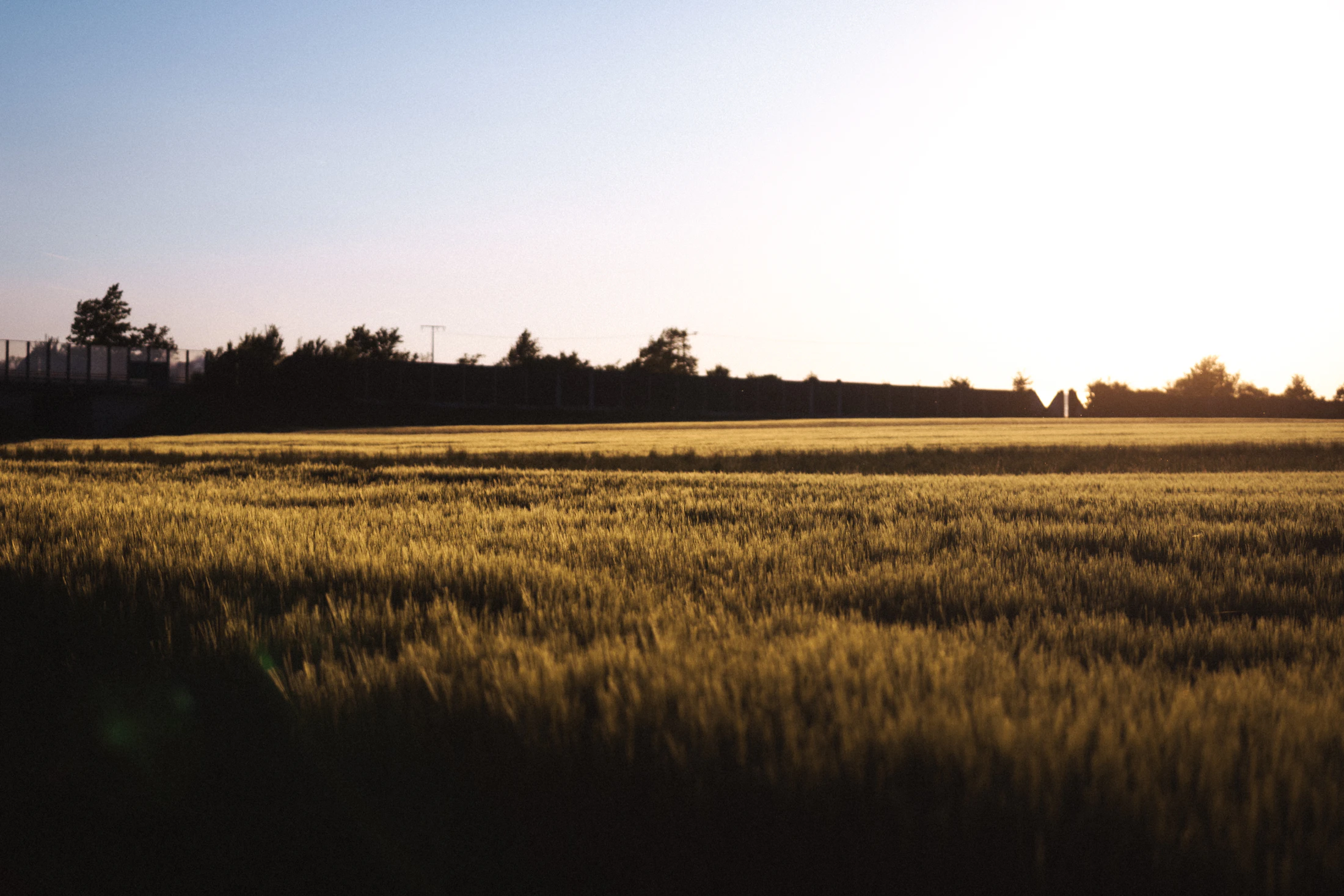 Golden wheat field at harvest