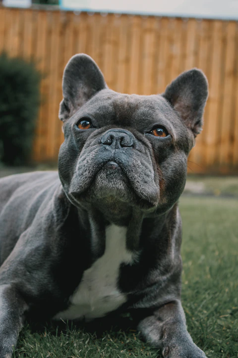 A french bulldog sits and enjoys a clean yard with no poop