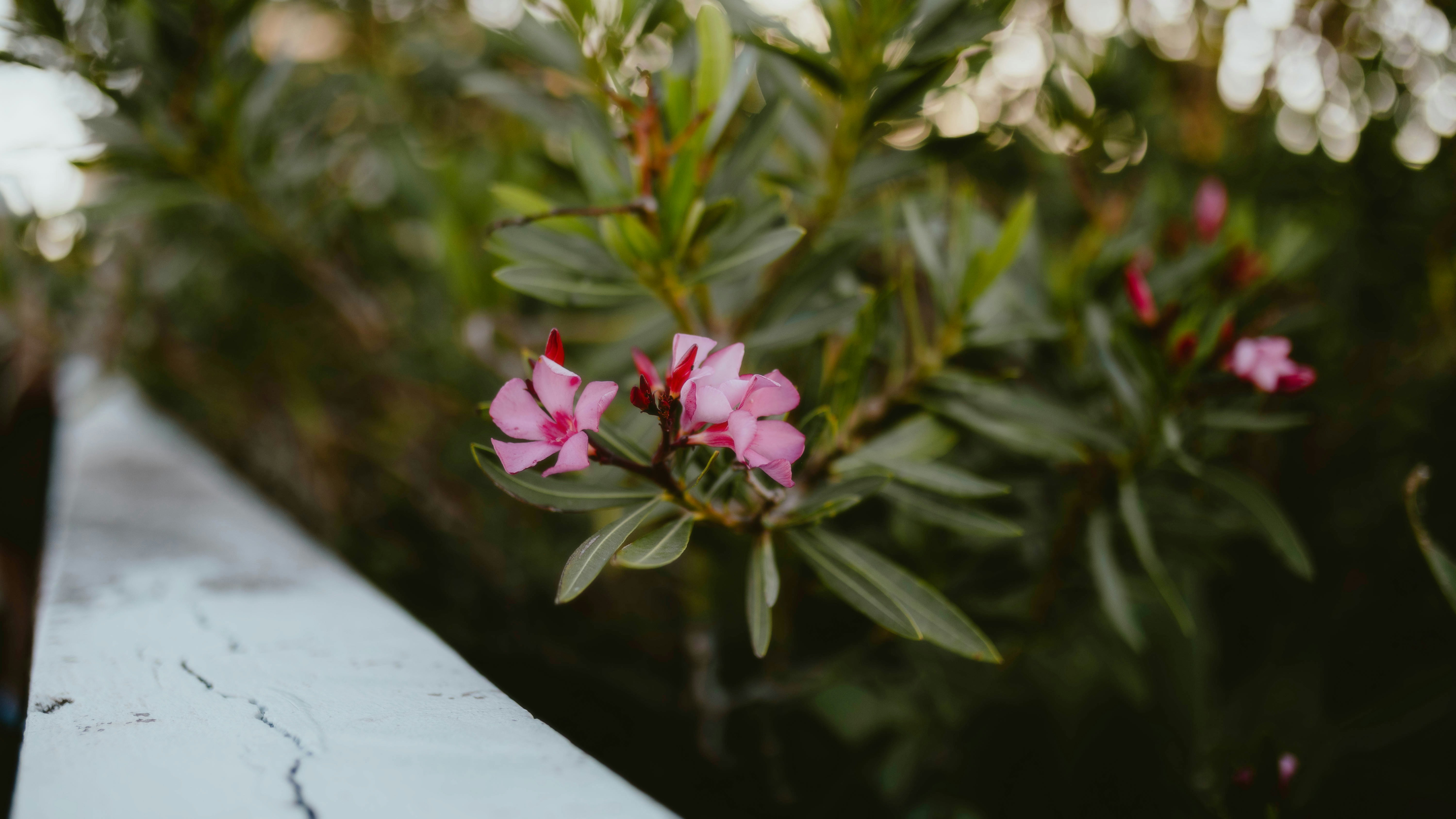 Photo by alingavriliuc