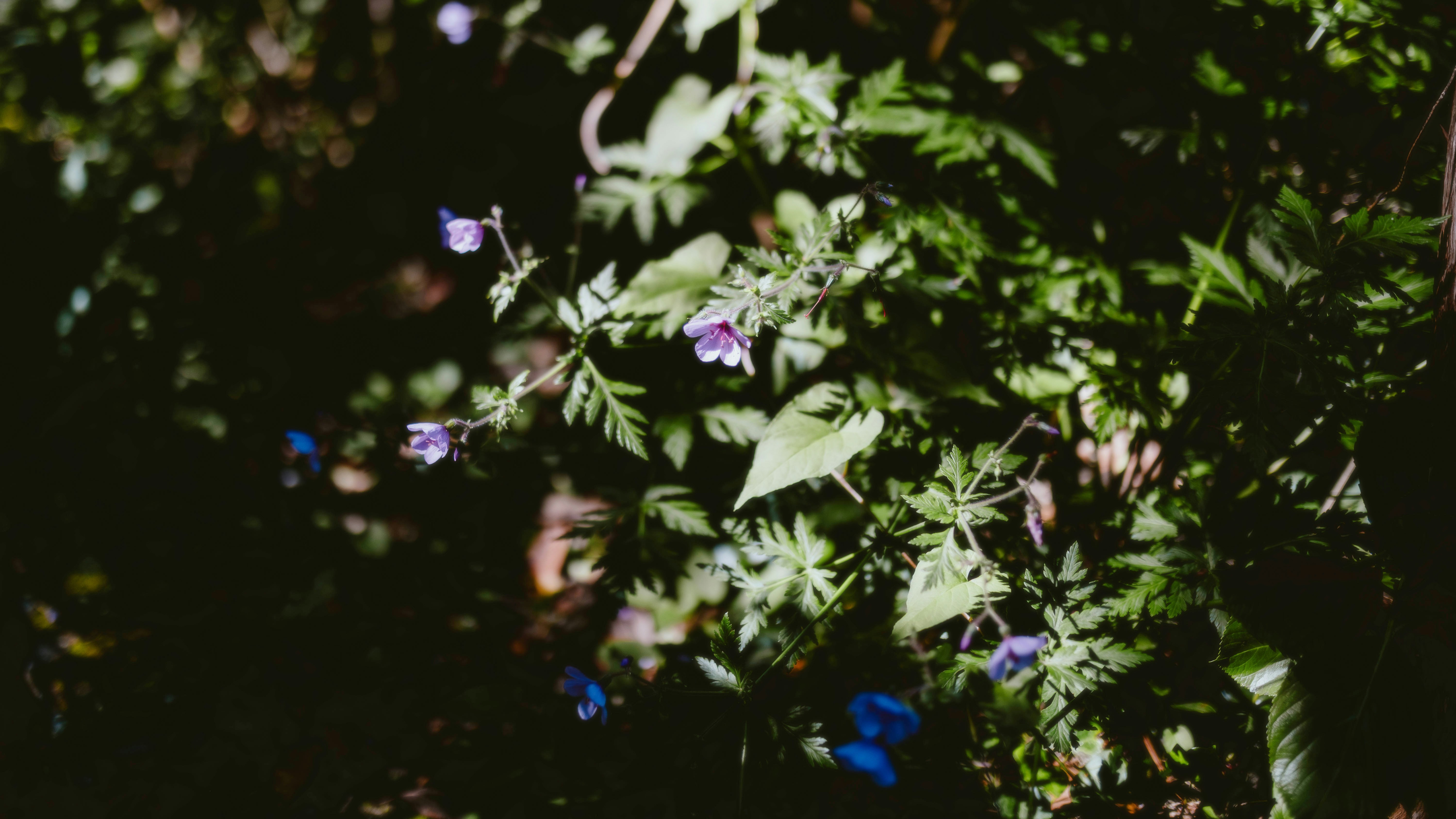 Photo by alingavriliuc