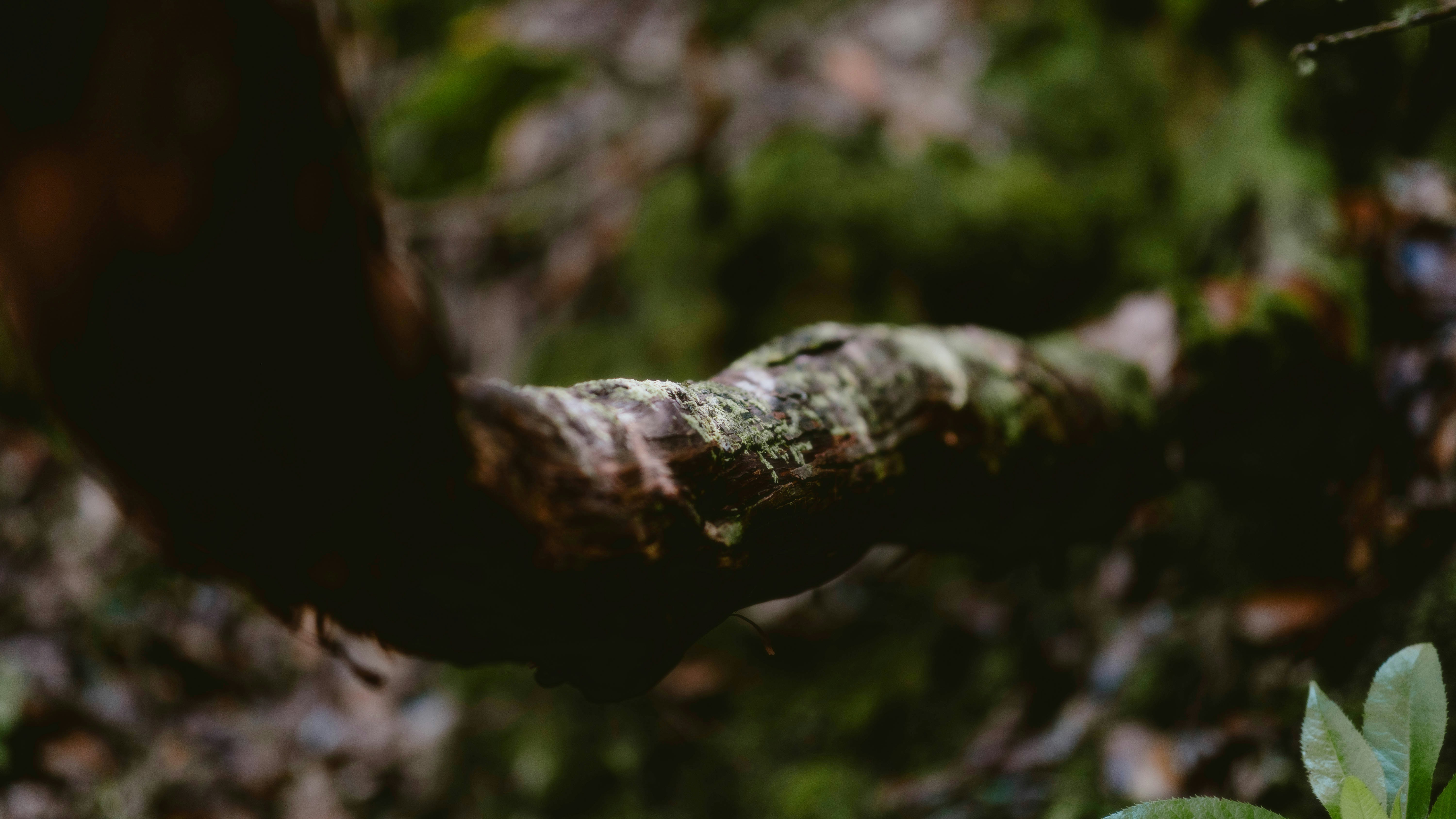 Photo by alingavriliuc