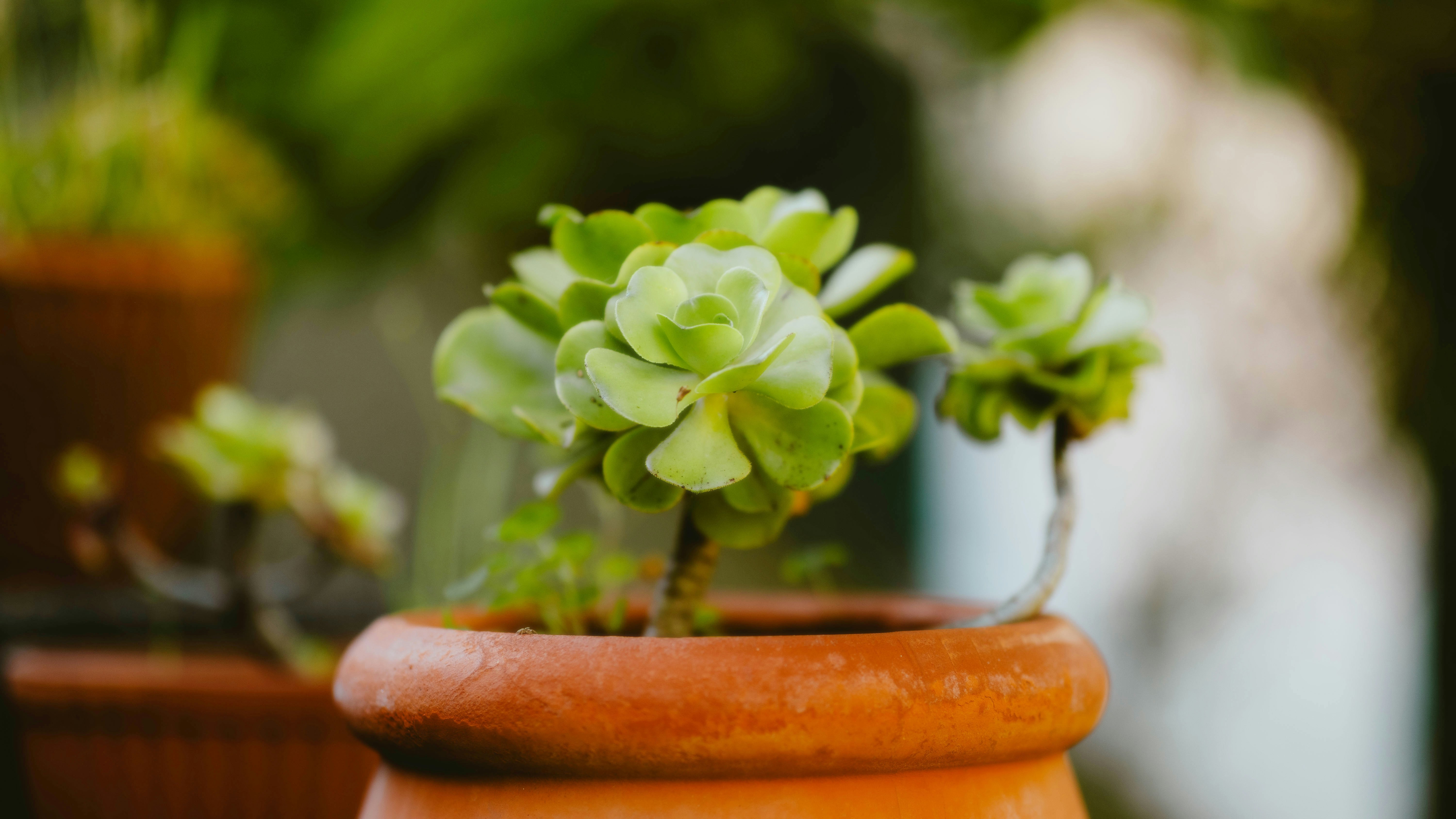 Photo by alingavriliuc