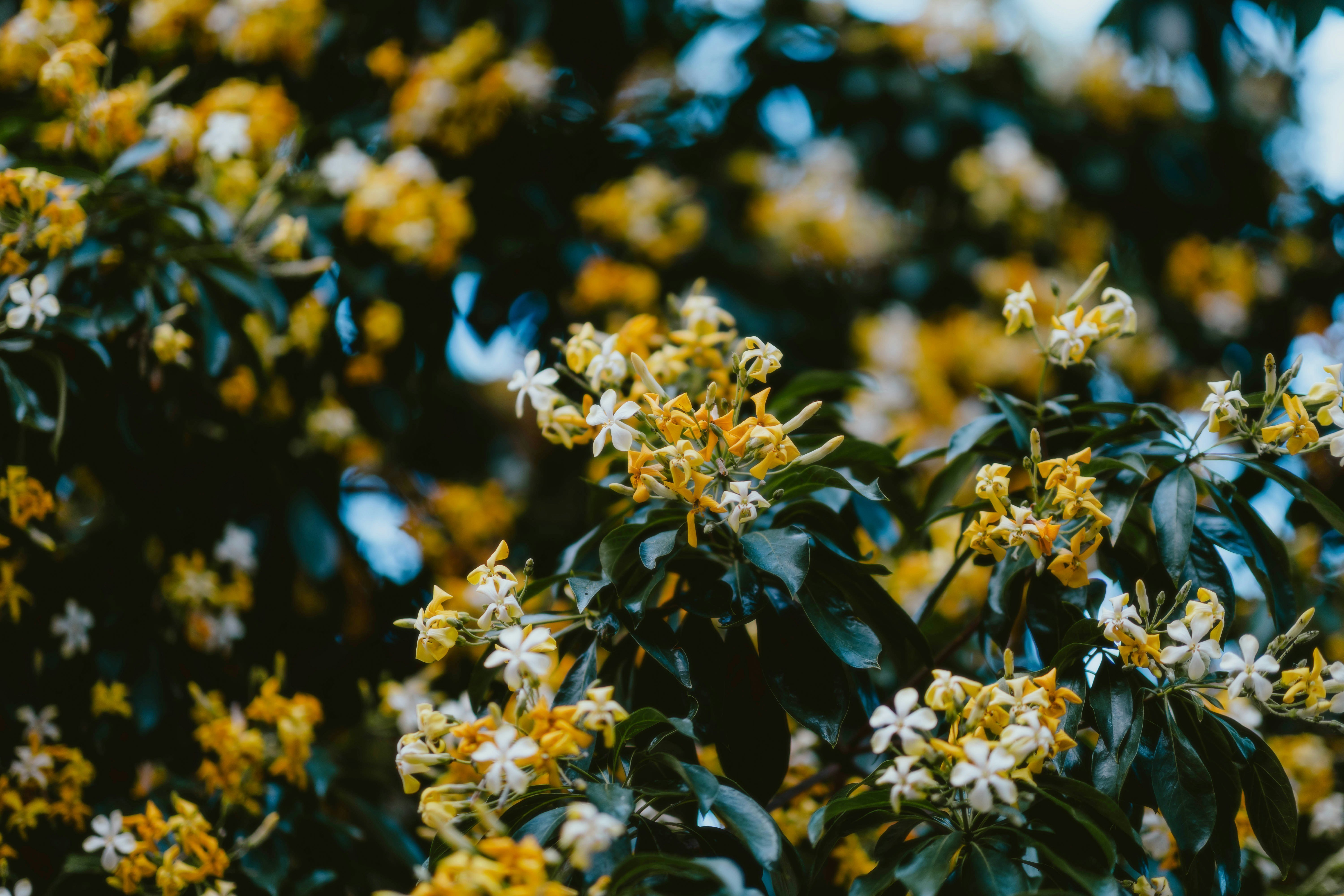 Photo by alingavriliuc