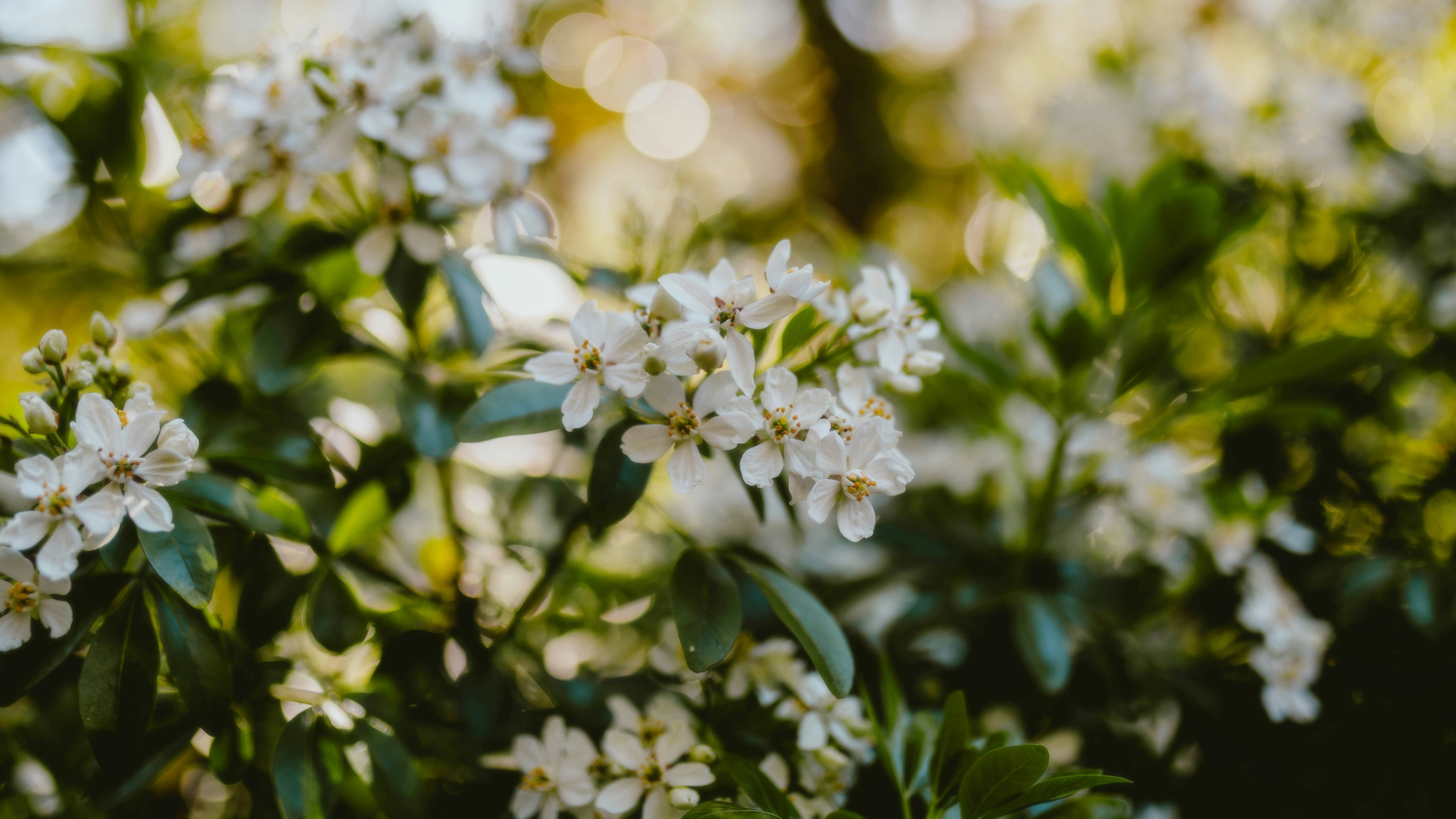 Photo by alingavriliuc