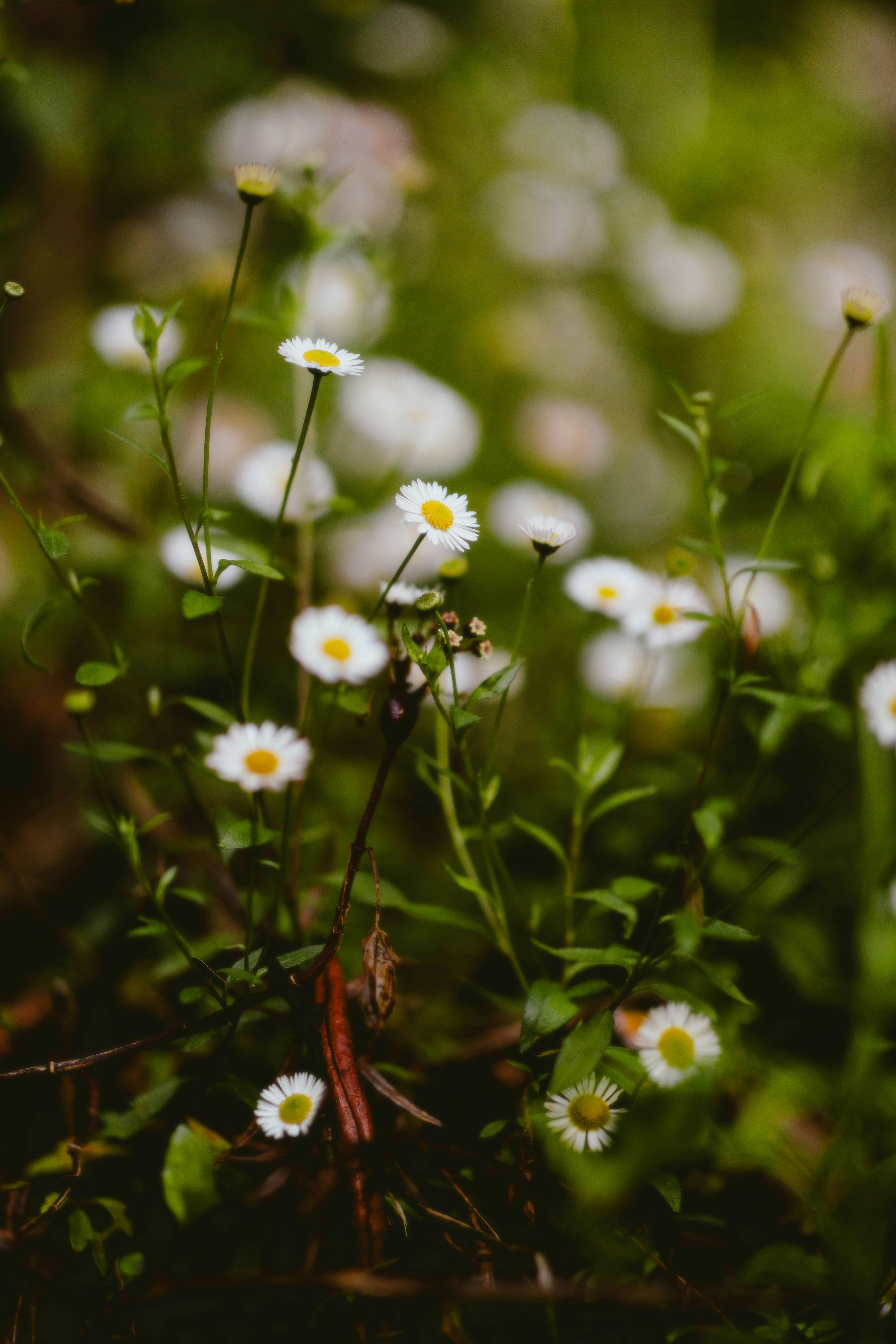 Photo by alingavriliuc