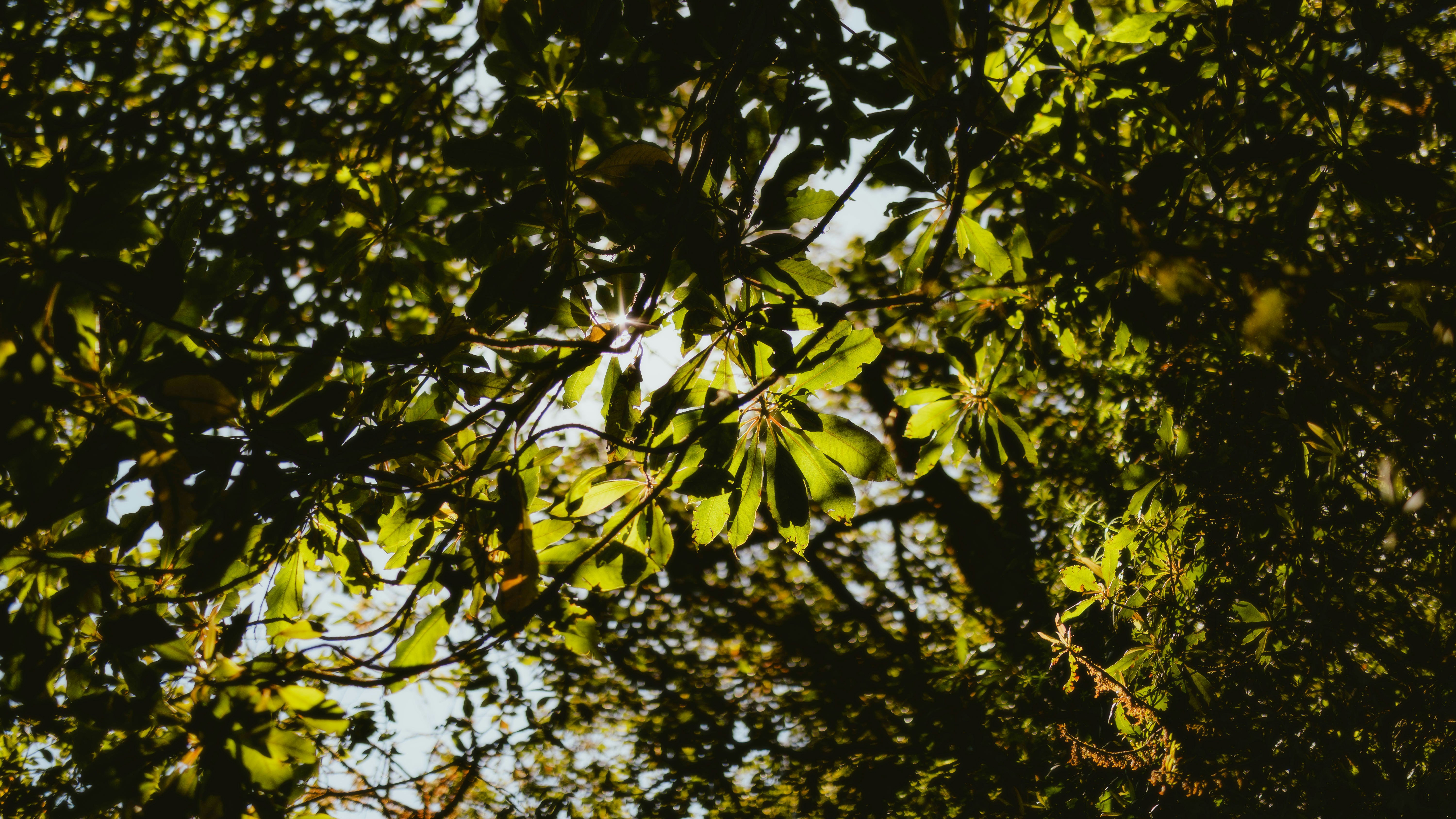 Photo by alingavriliuc