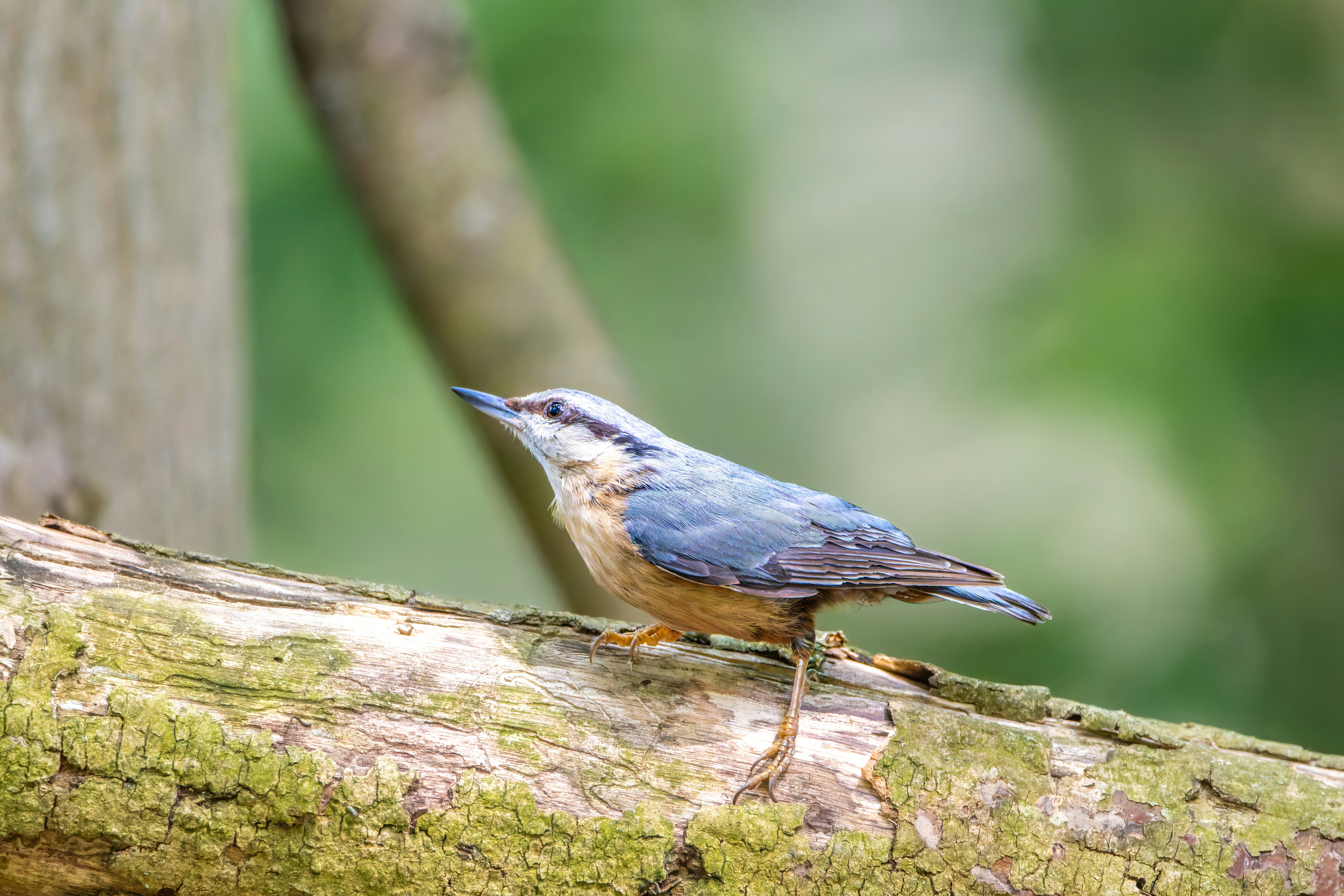 Photo by siegfriedpoepperl