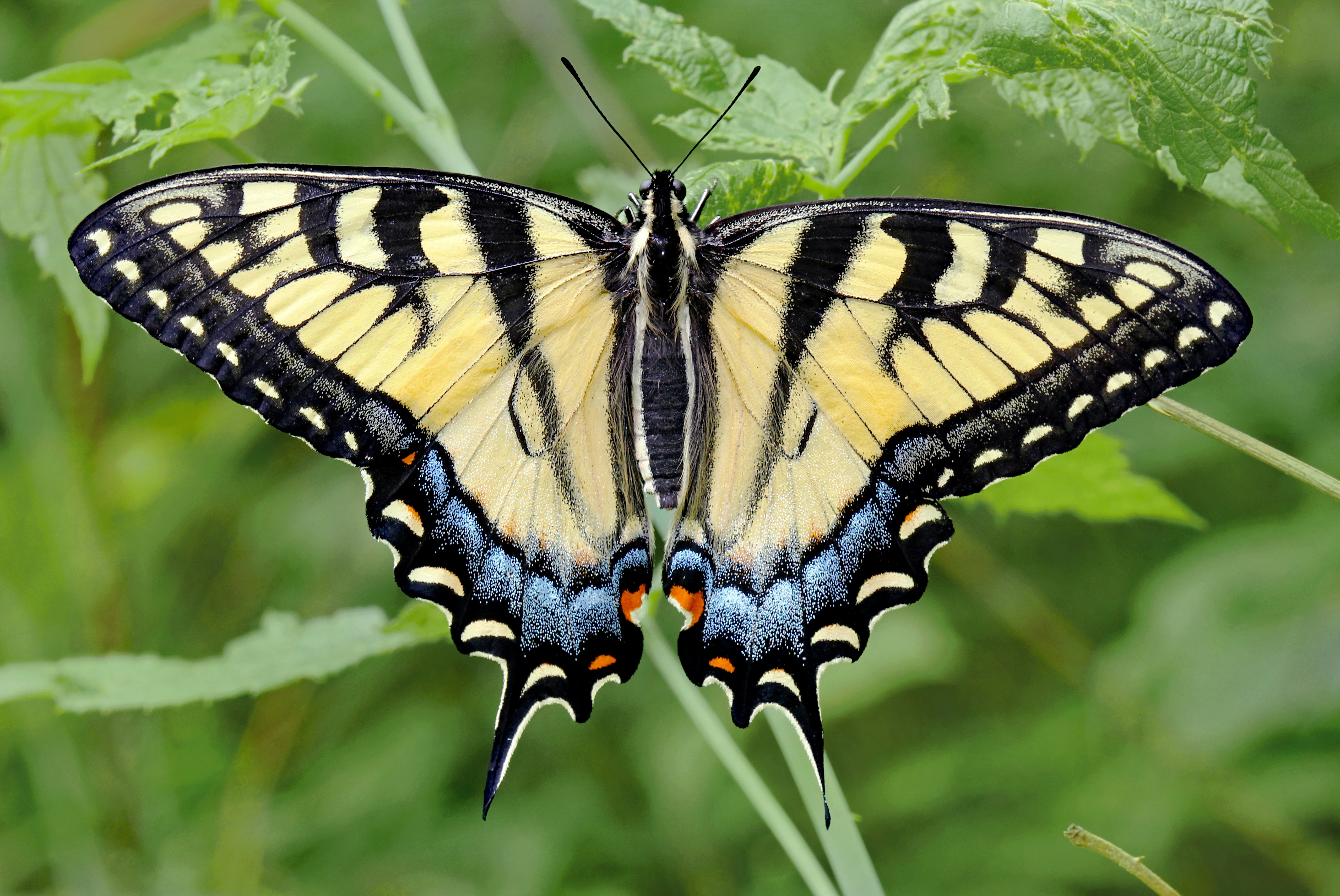 Photo by telliottmbamsc