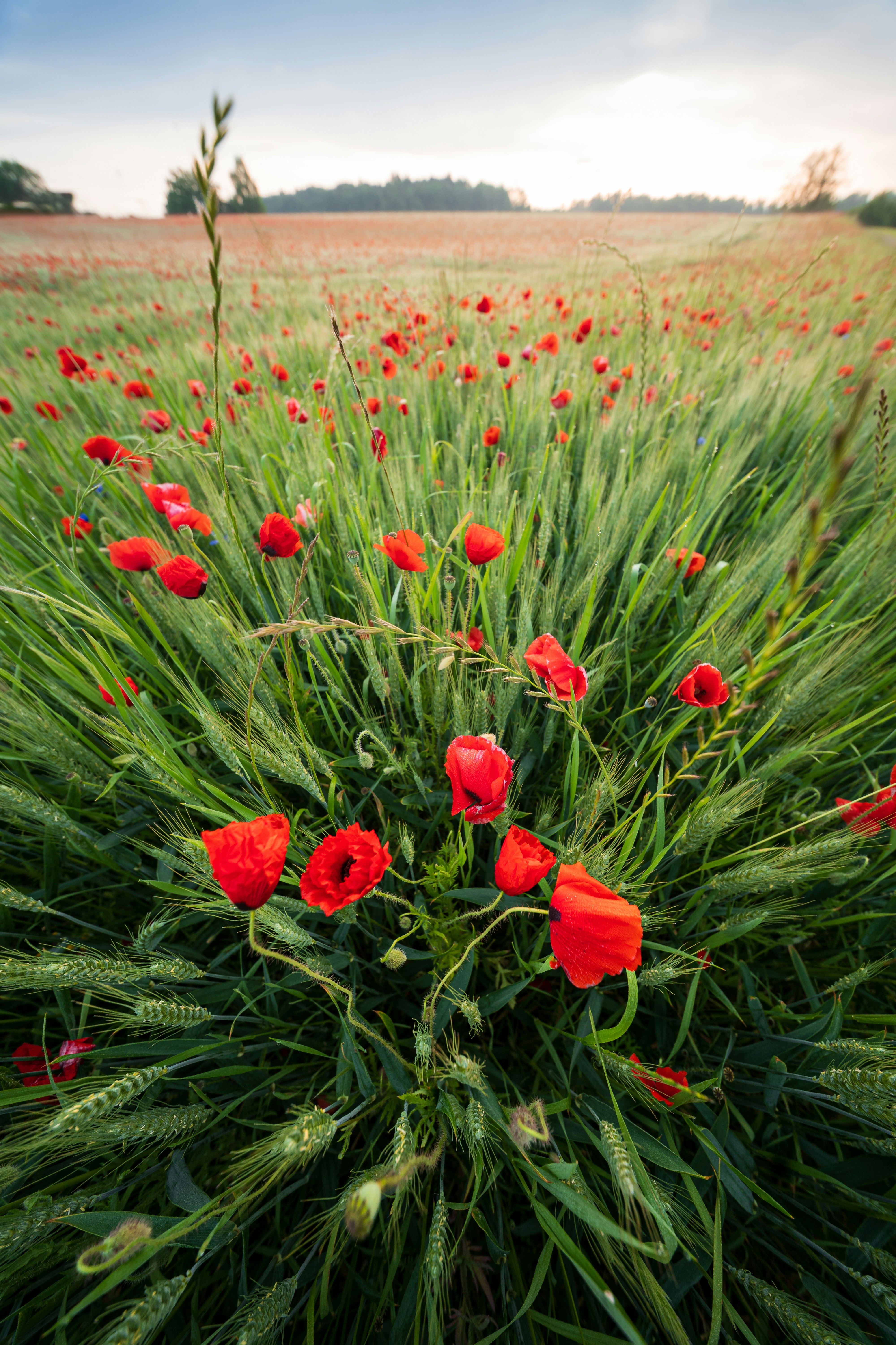 Red poppies bloom among lush green wheat.
