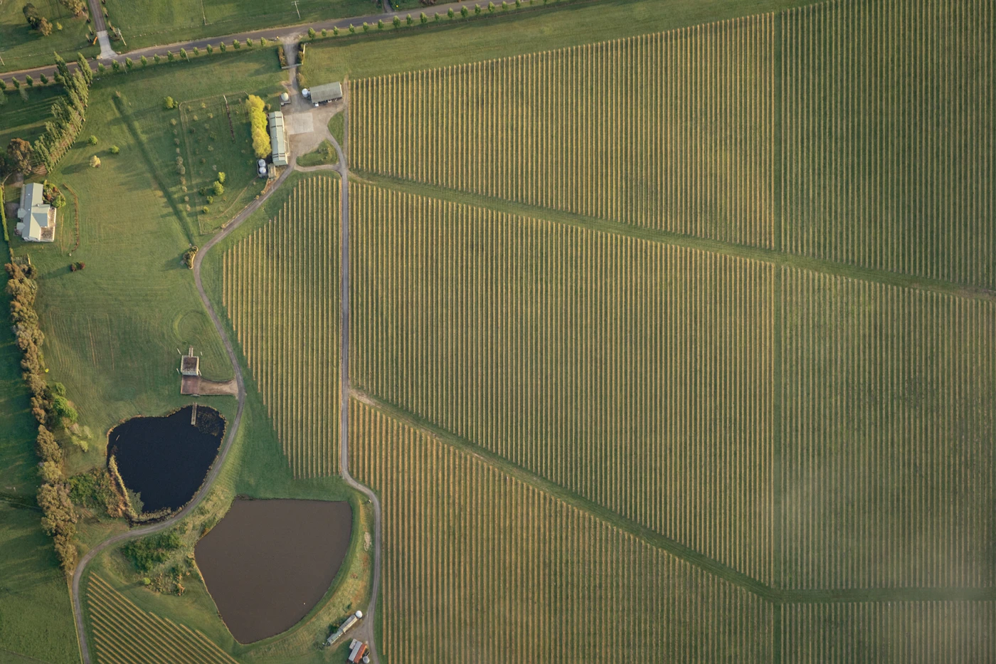A balloon over the vineyards at first light