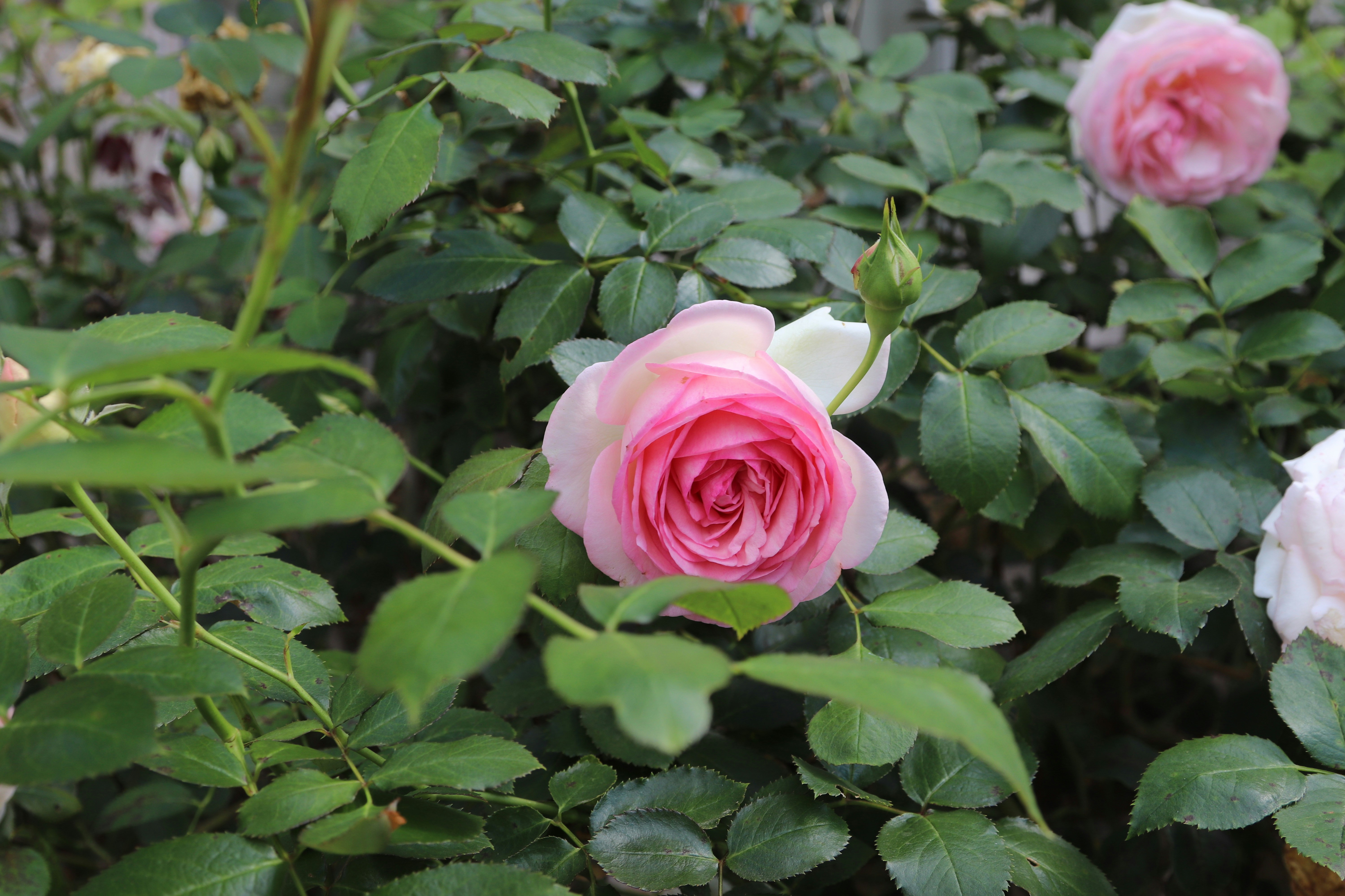 Photo by tanyabarrow