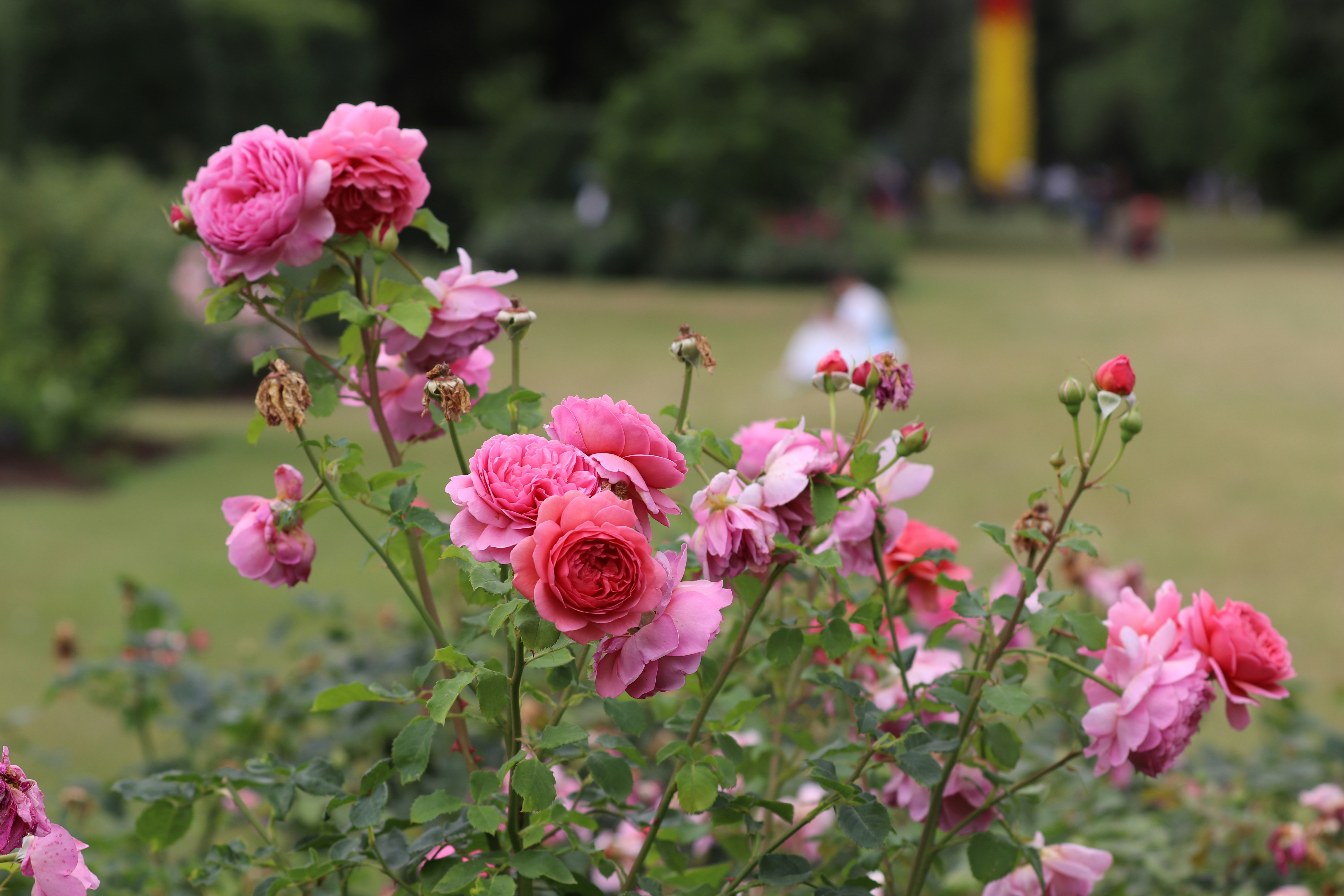 Ama Park