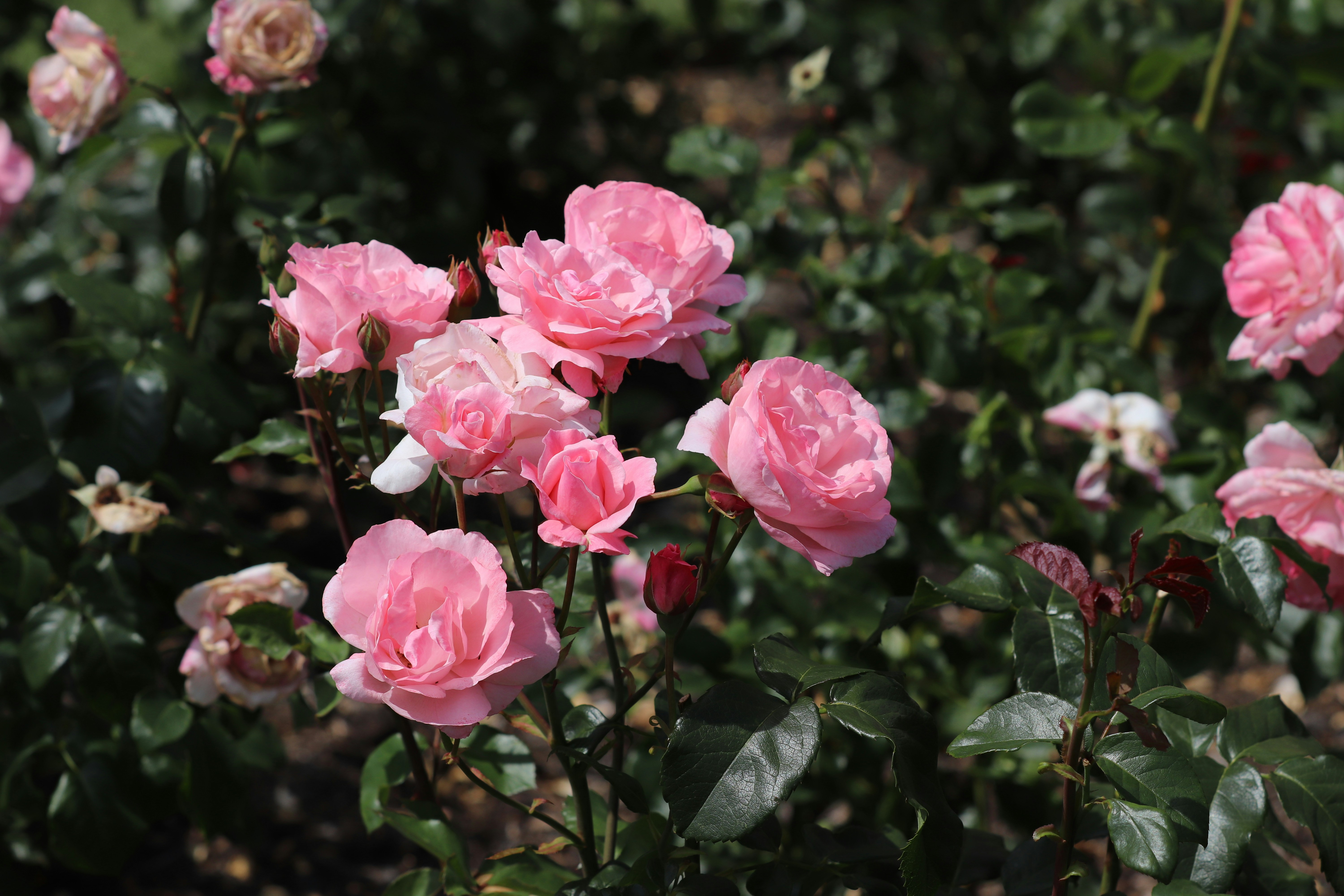 Photo by tanyabarrow