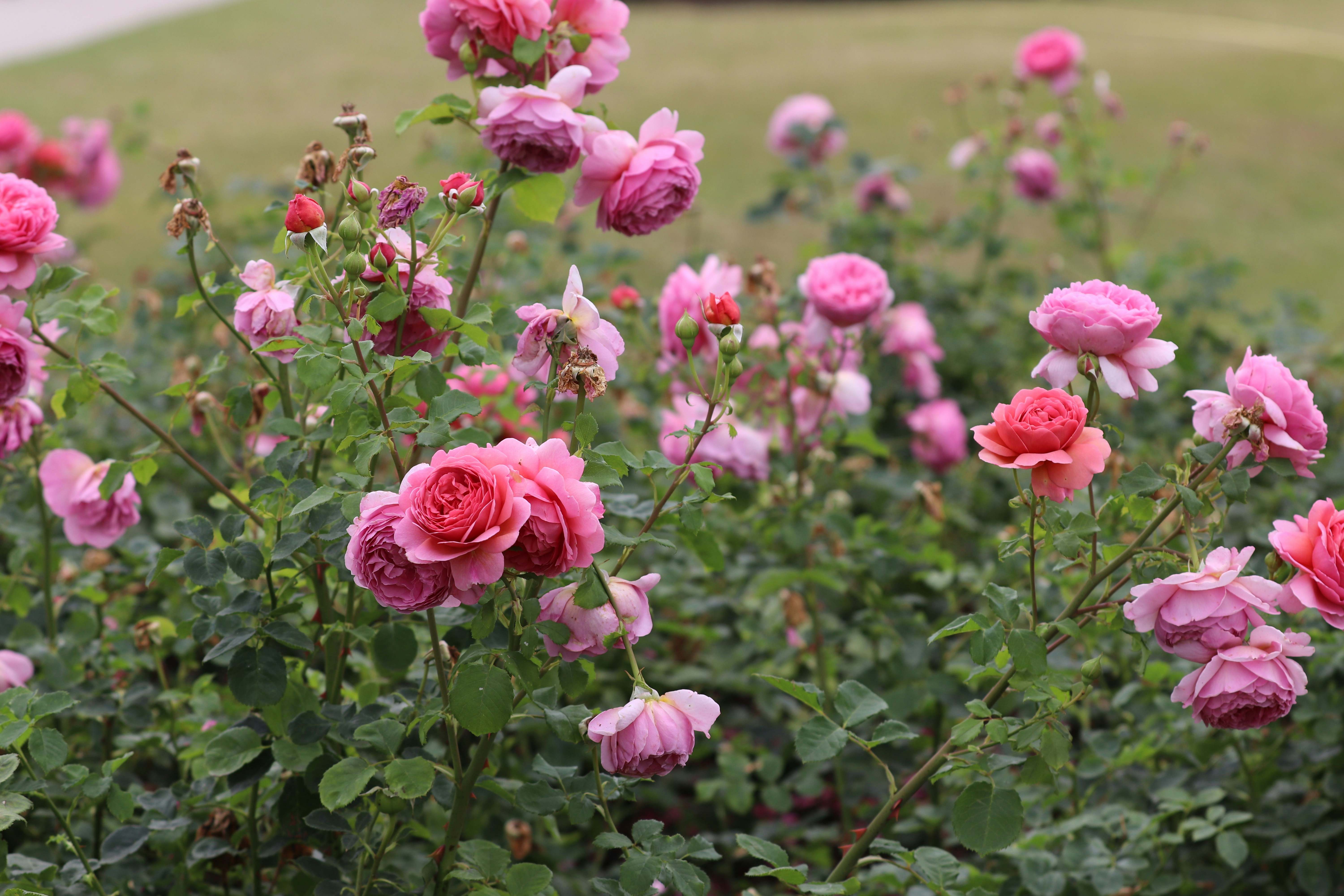 Photo by tanyabarrow