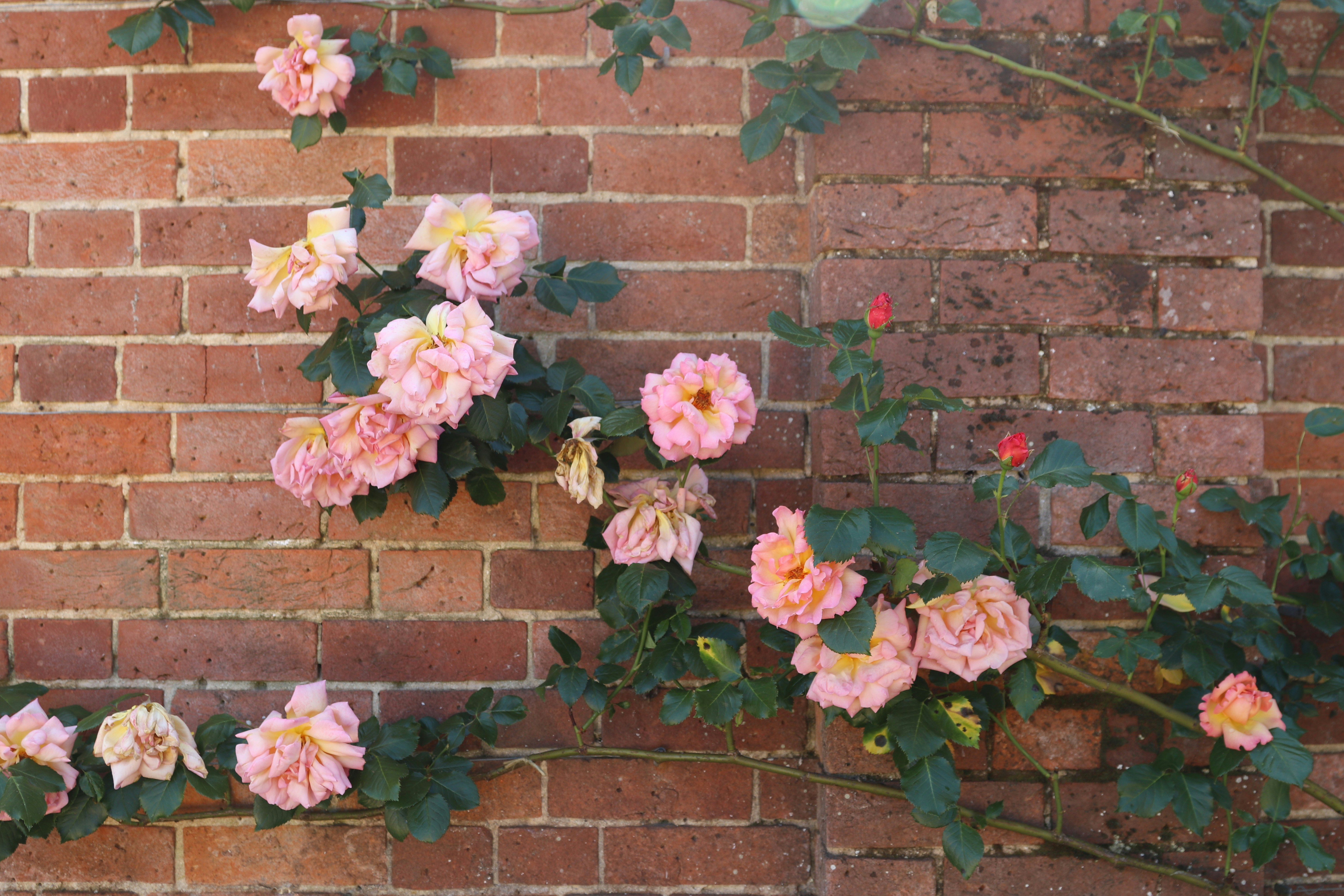 Photo by tanyabarrow