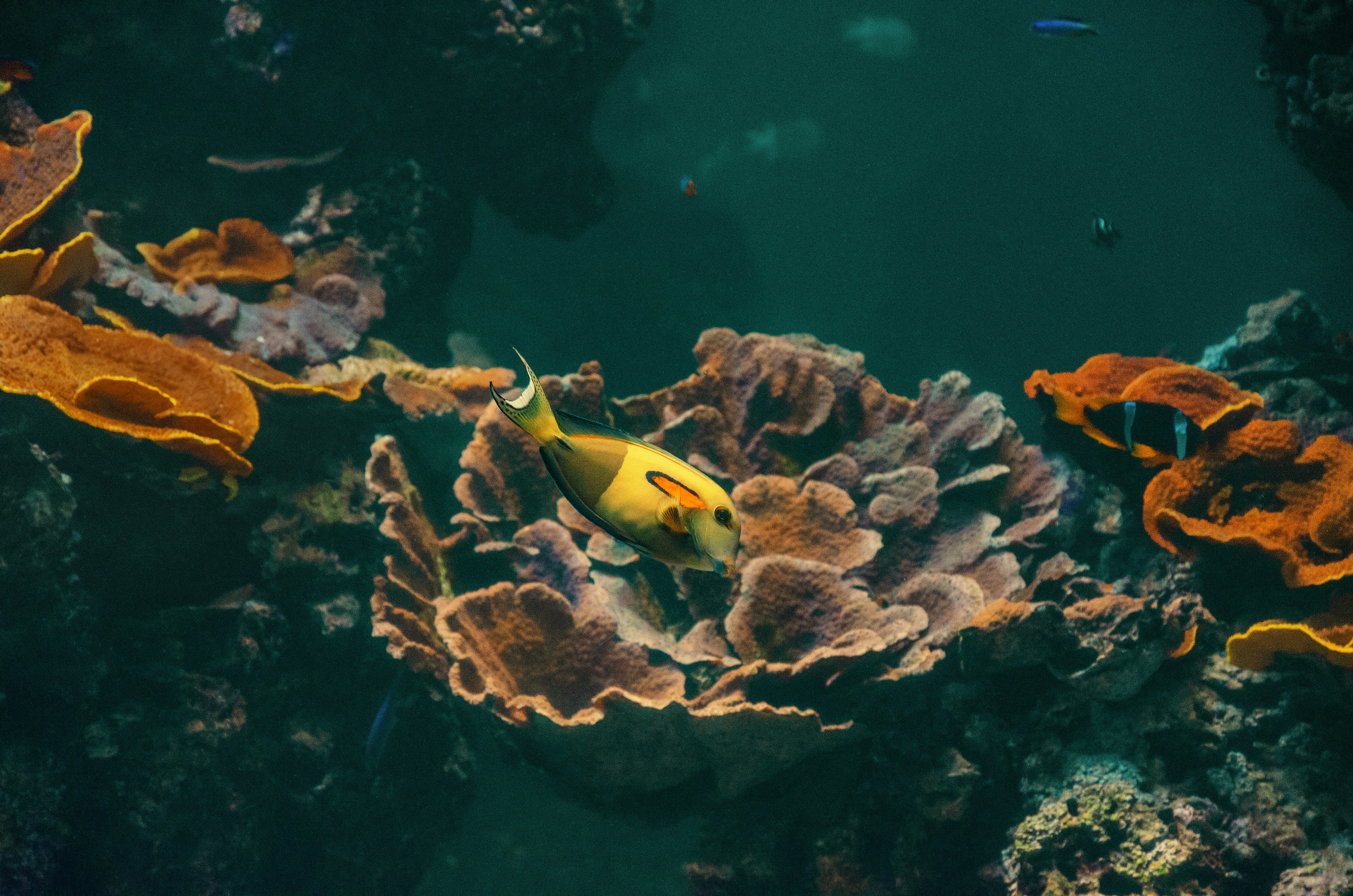 Vibrant coral reef ecosystem - Ola Noland on Unsplash