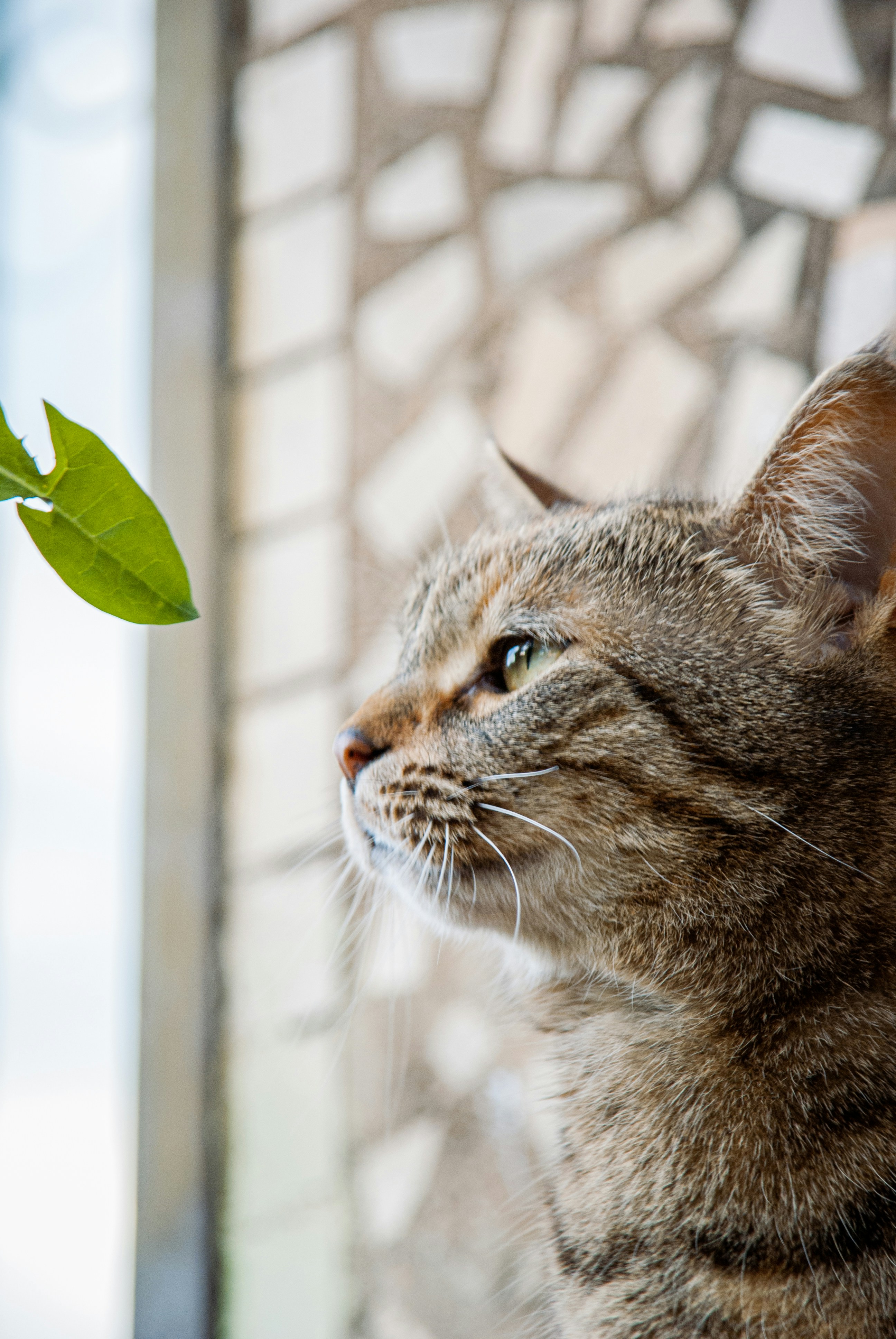 7 Cat Health Tips for Environmental Enrichment