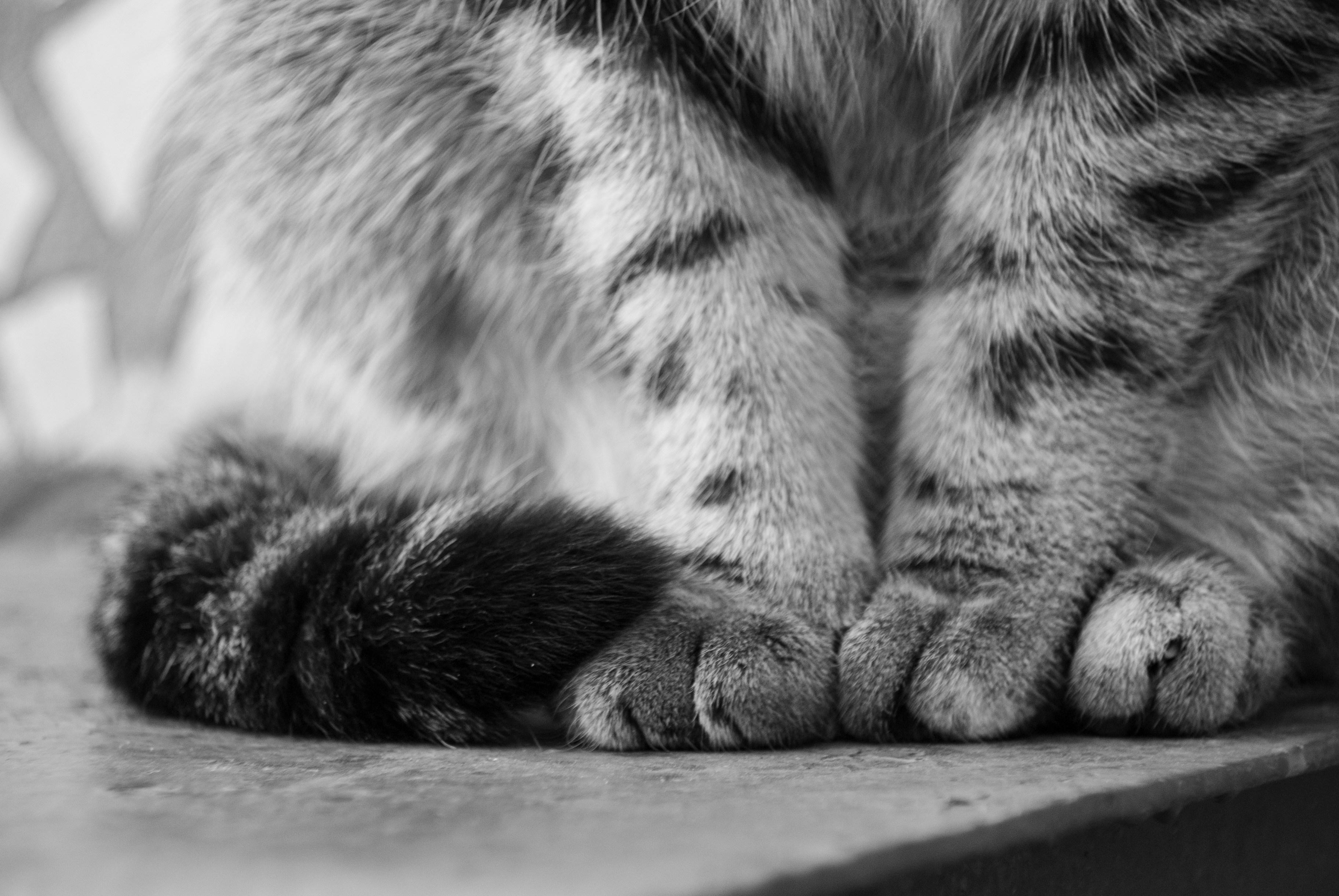 Cat Nail Trimming Guide for Beginners: 2026