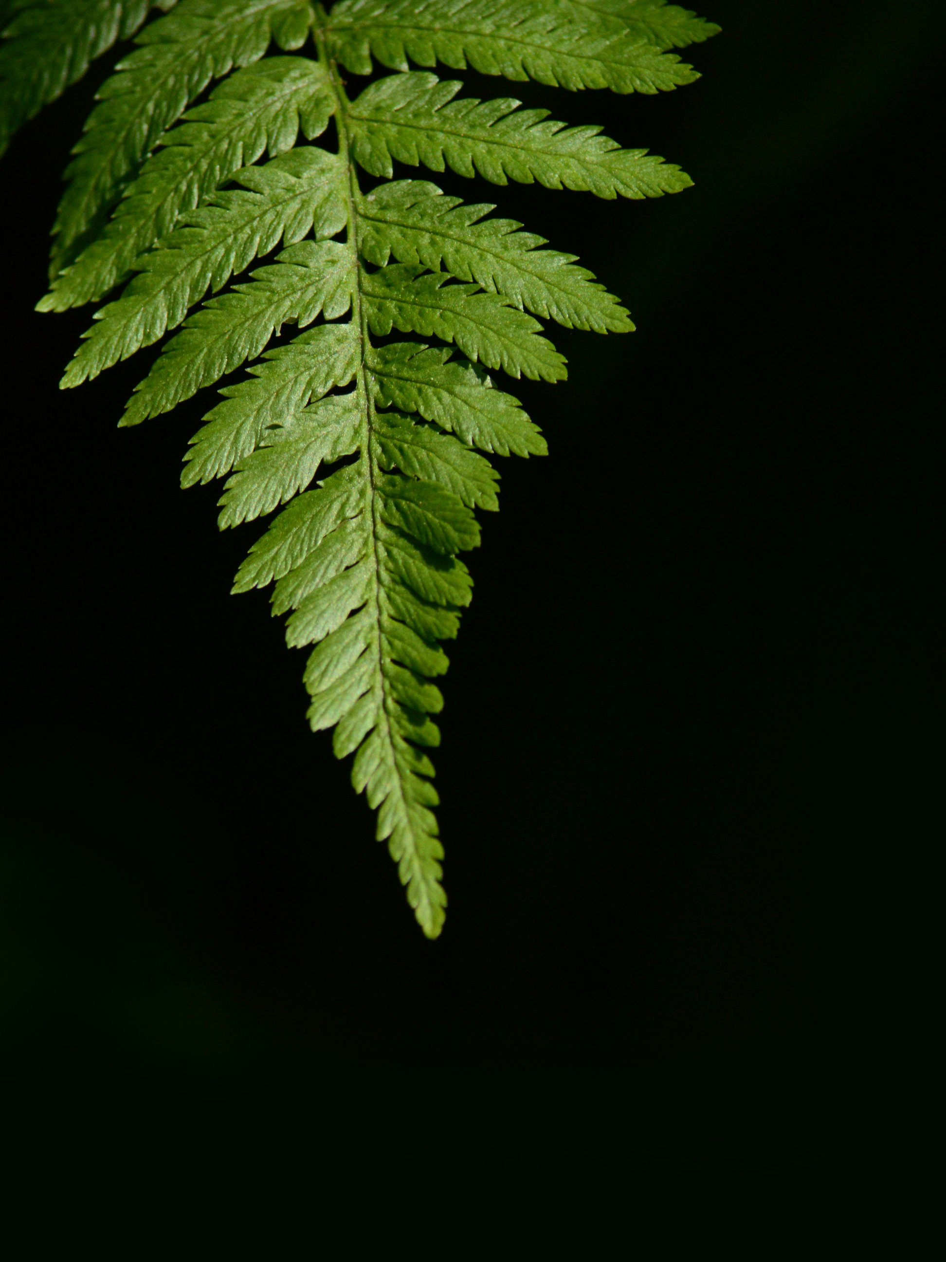 Photo by agasilva