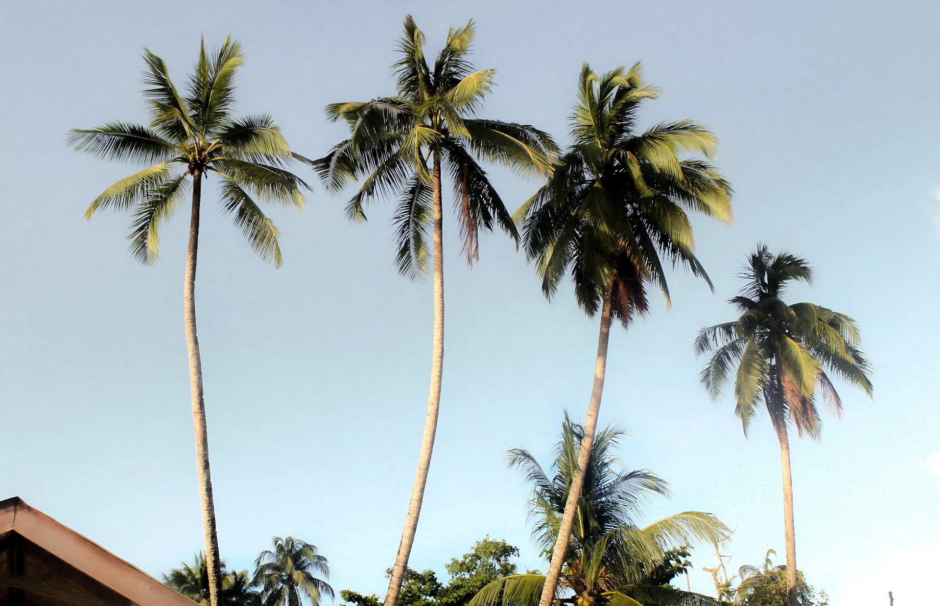 Coconut trees stand tall against a clear sky.