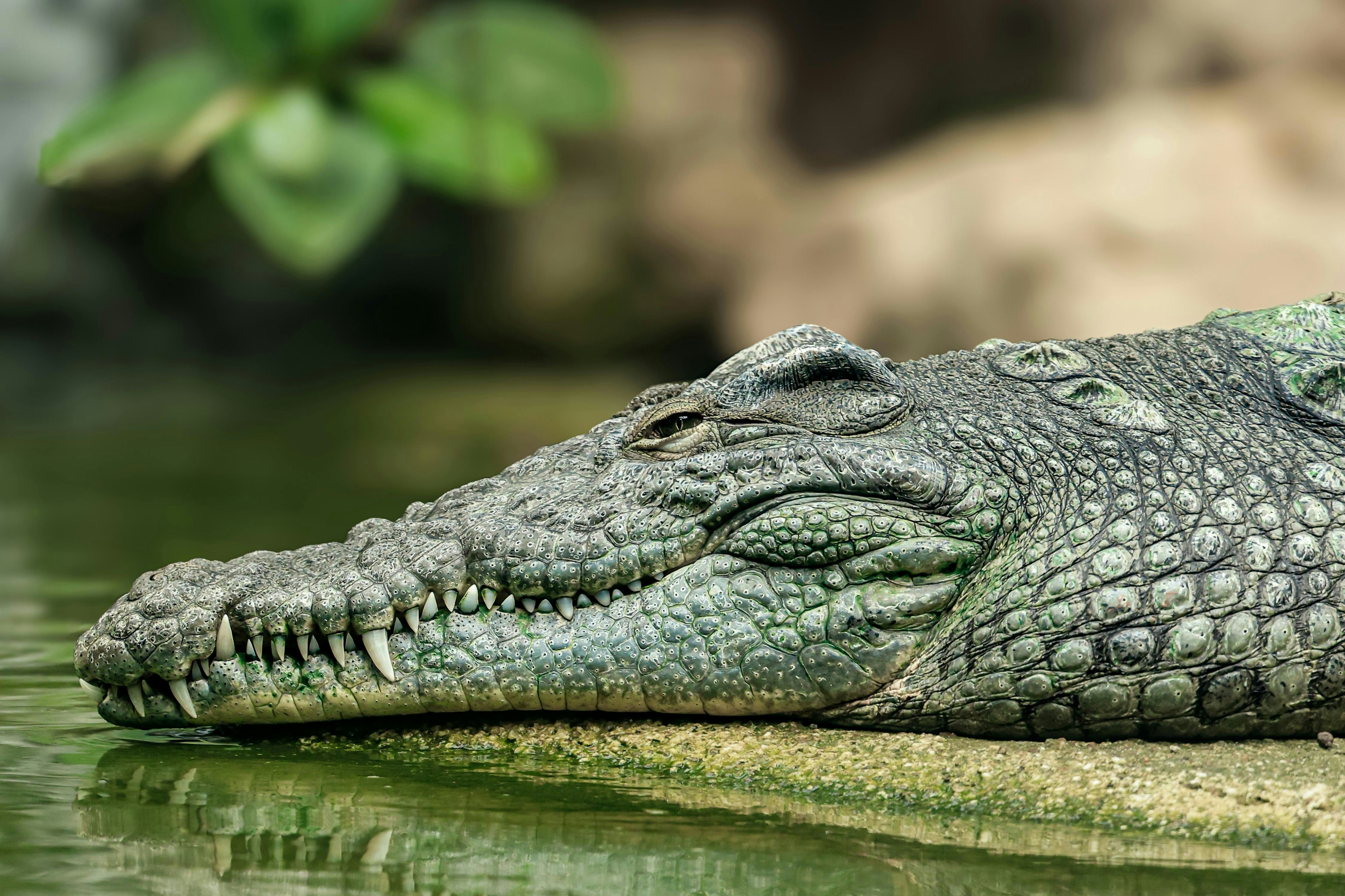 Photo by americanaez225