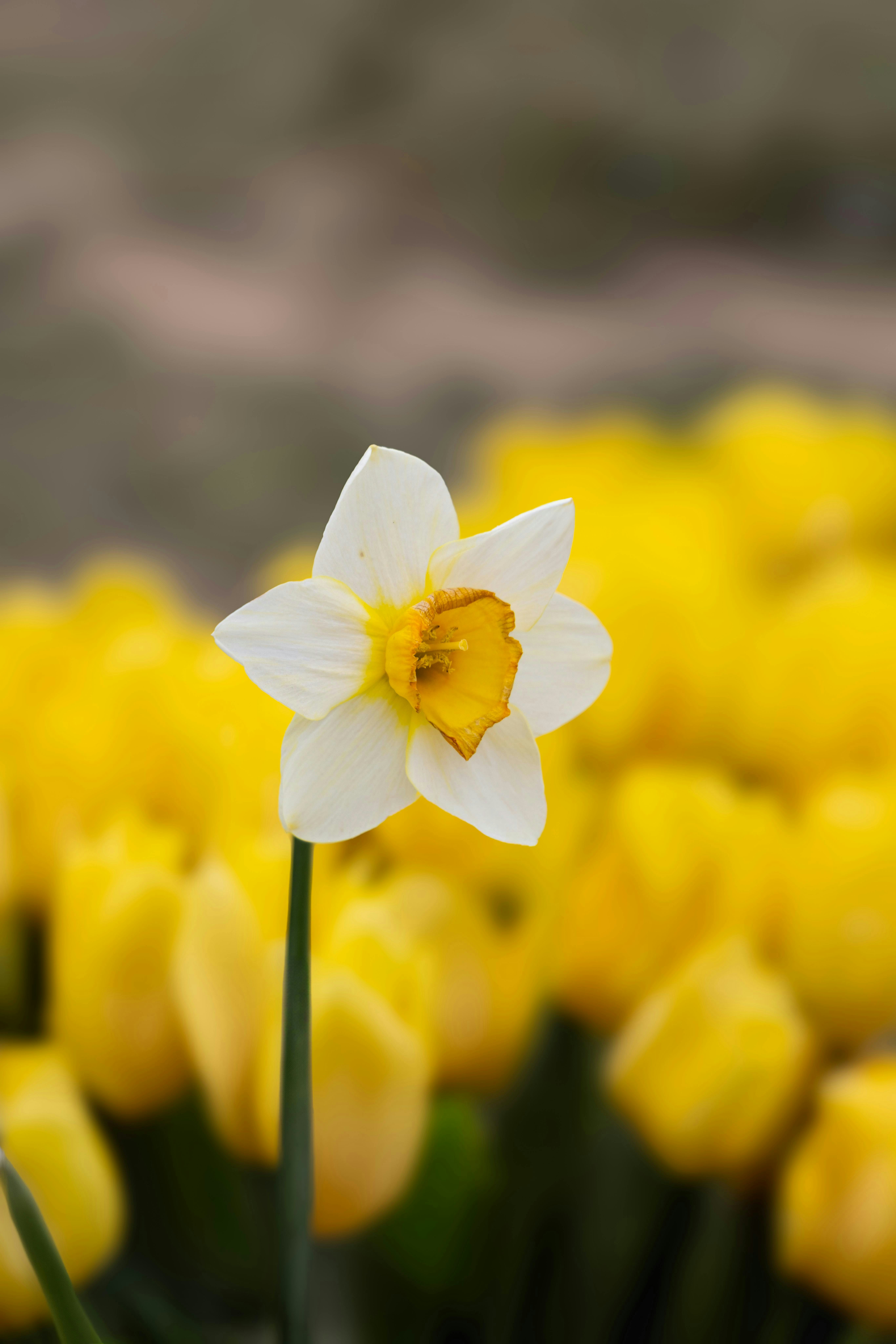 Photo by americanaez225