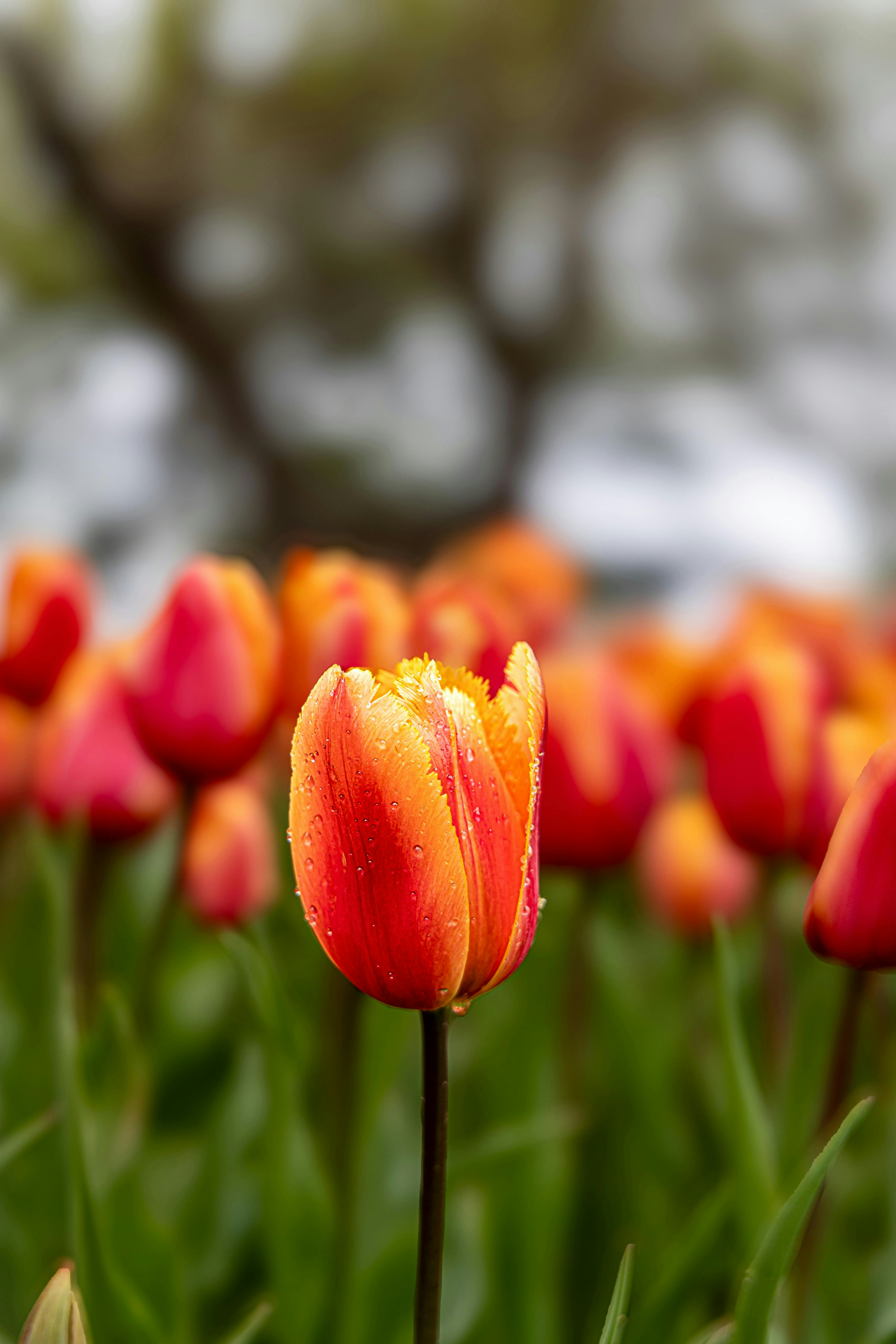 Photo by americanaez225