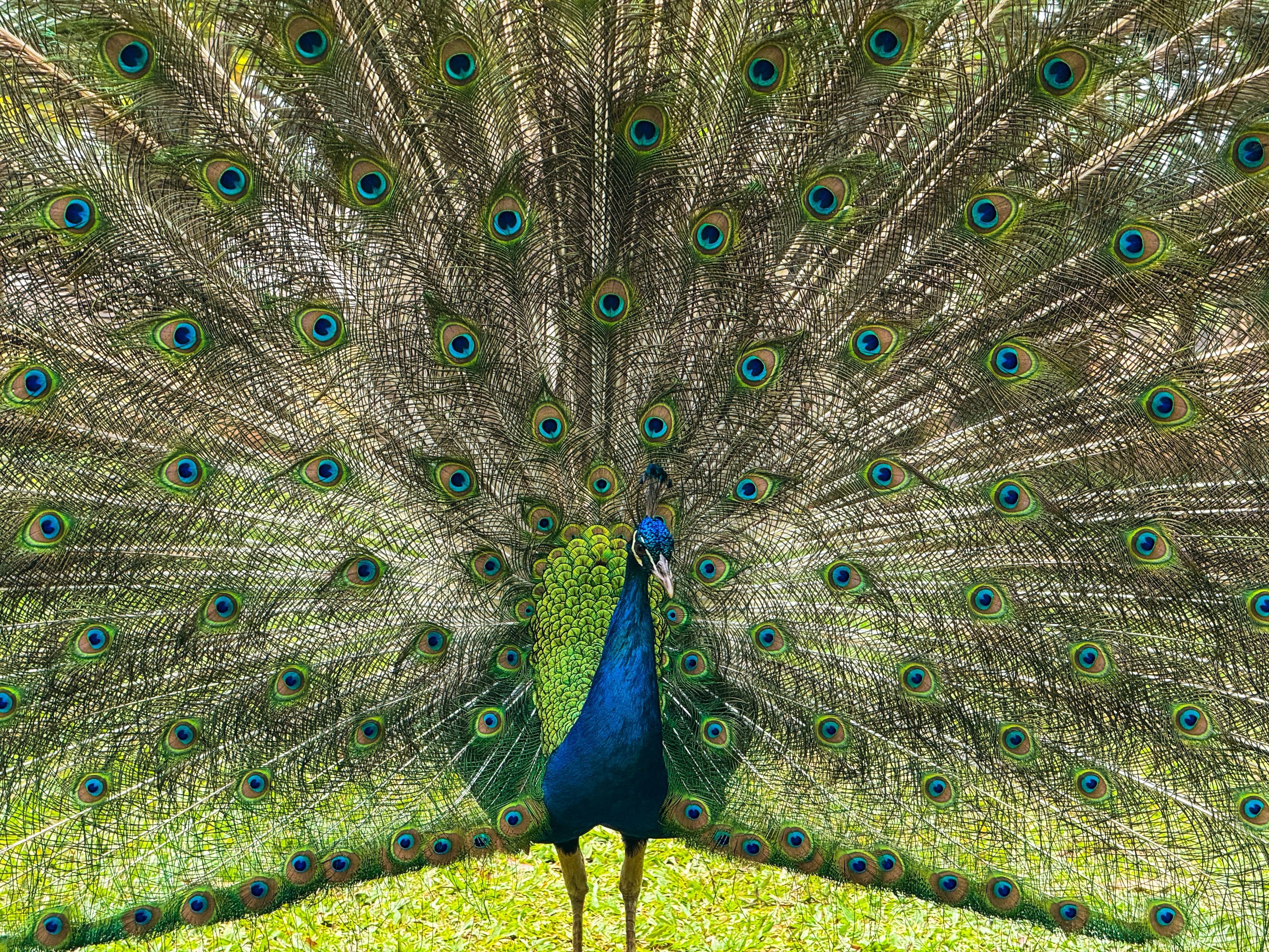 Photo by carlamjgomes