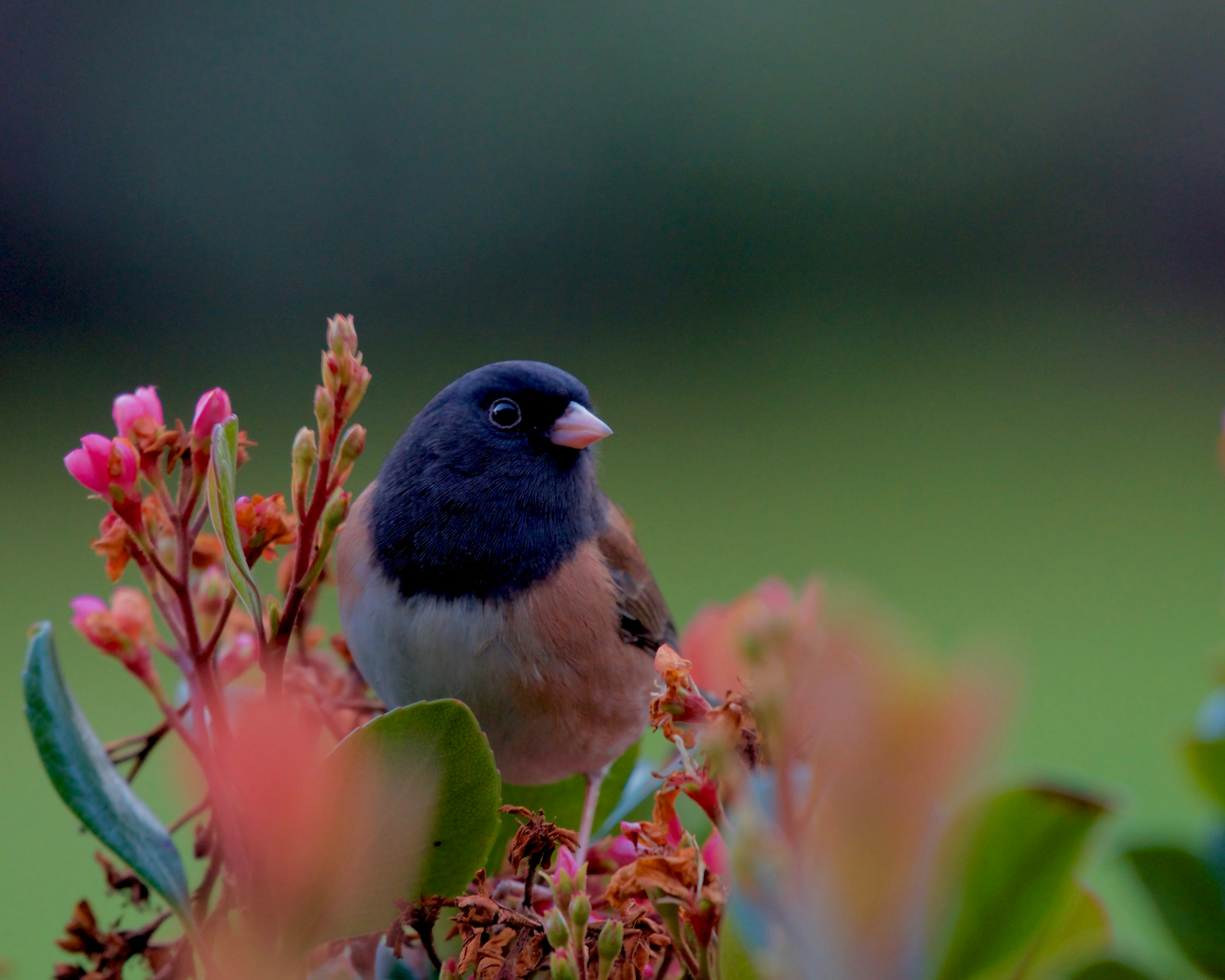 A dark-eyed junco perches amongst flowers.