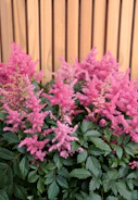 Pink astilbe flowers bloom vibrantly in front of wood.