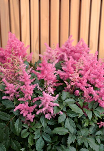 Pink astilbe flowers bloom vibrantly in front of wood.