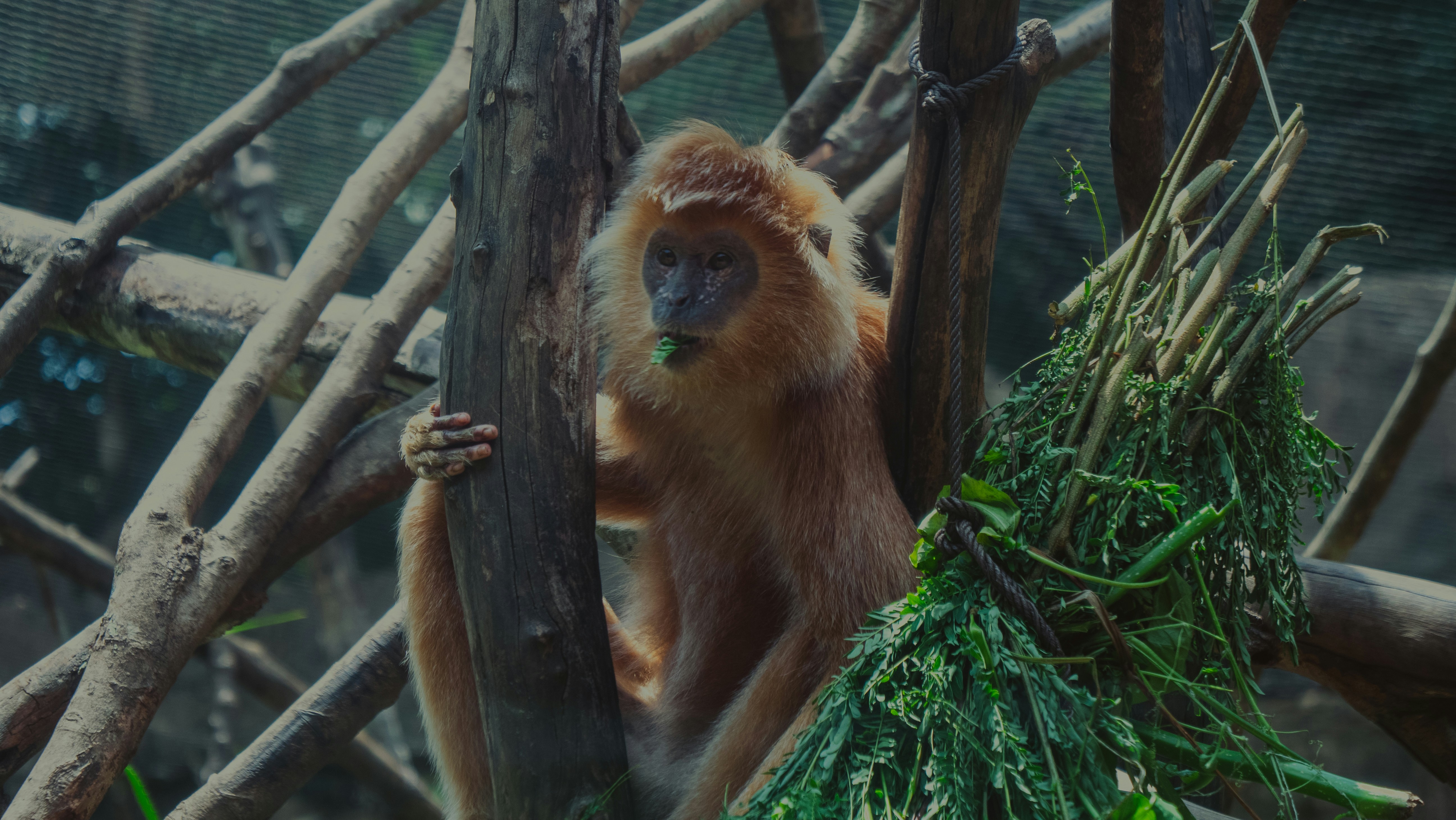 A monkey eats leaves while perched in a tree.