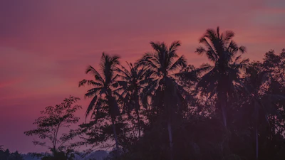 バリの自然と緑