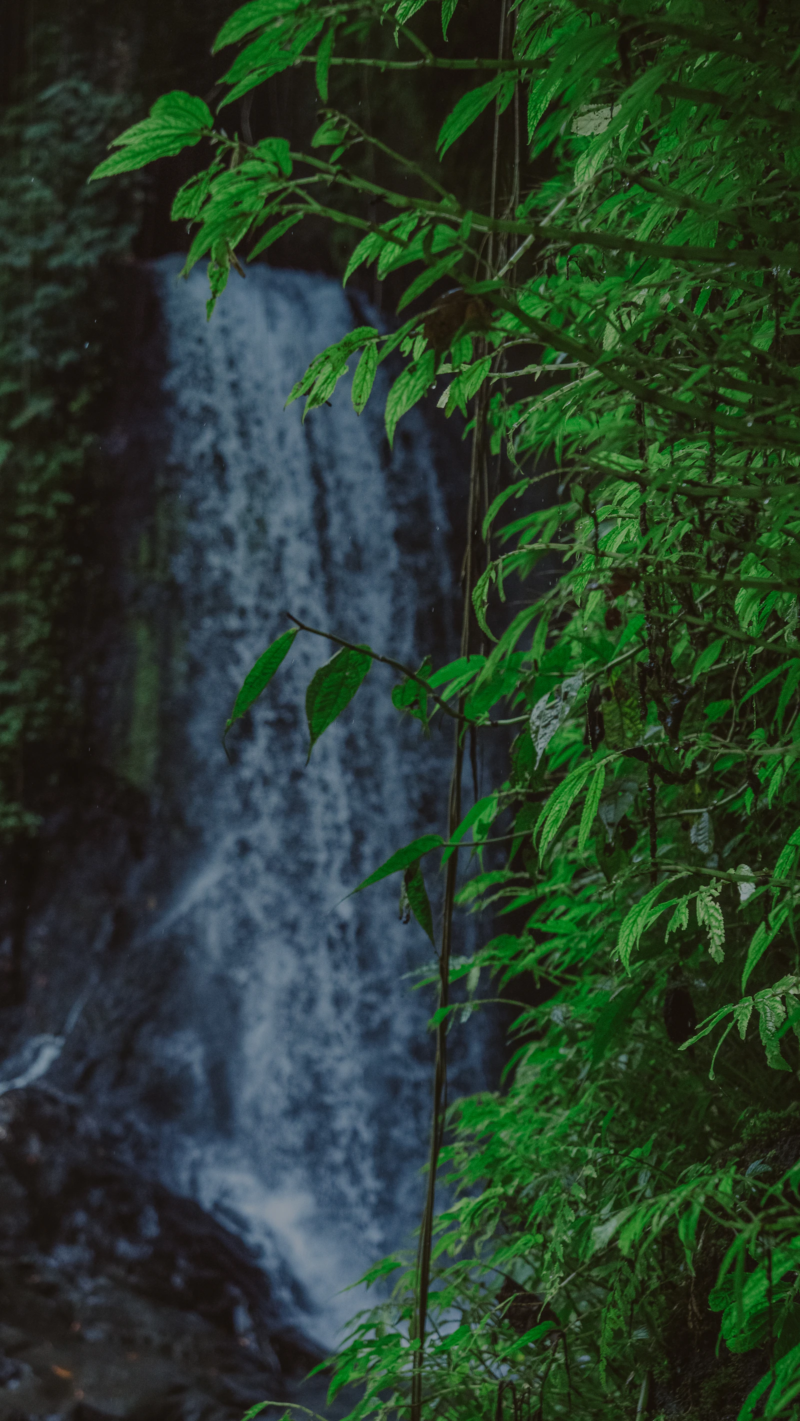 Hidden jungle waterfall surrounded by tropical green plants in Bali